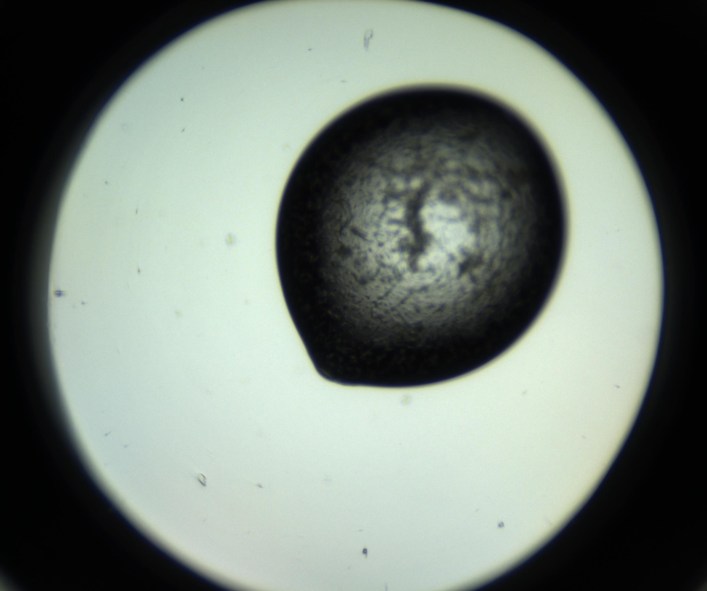 RI01_03_000_0212_Proj1_Clon1_MC_0000MC102810_006_161013_06_08_02_00_98_002_001_RAI.jpg