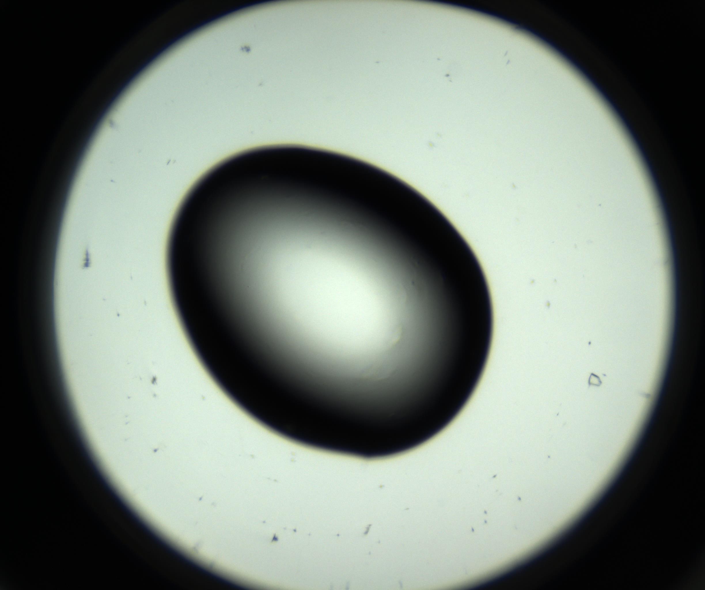 RI01_03_000_0212_Proj1_Clon1_MC_0000MC102810_006_161013_07_01_02_00_98_002_001_RAI.jpg