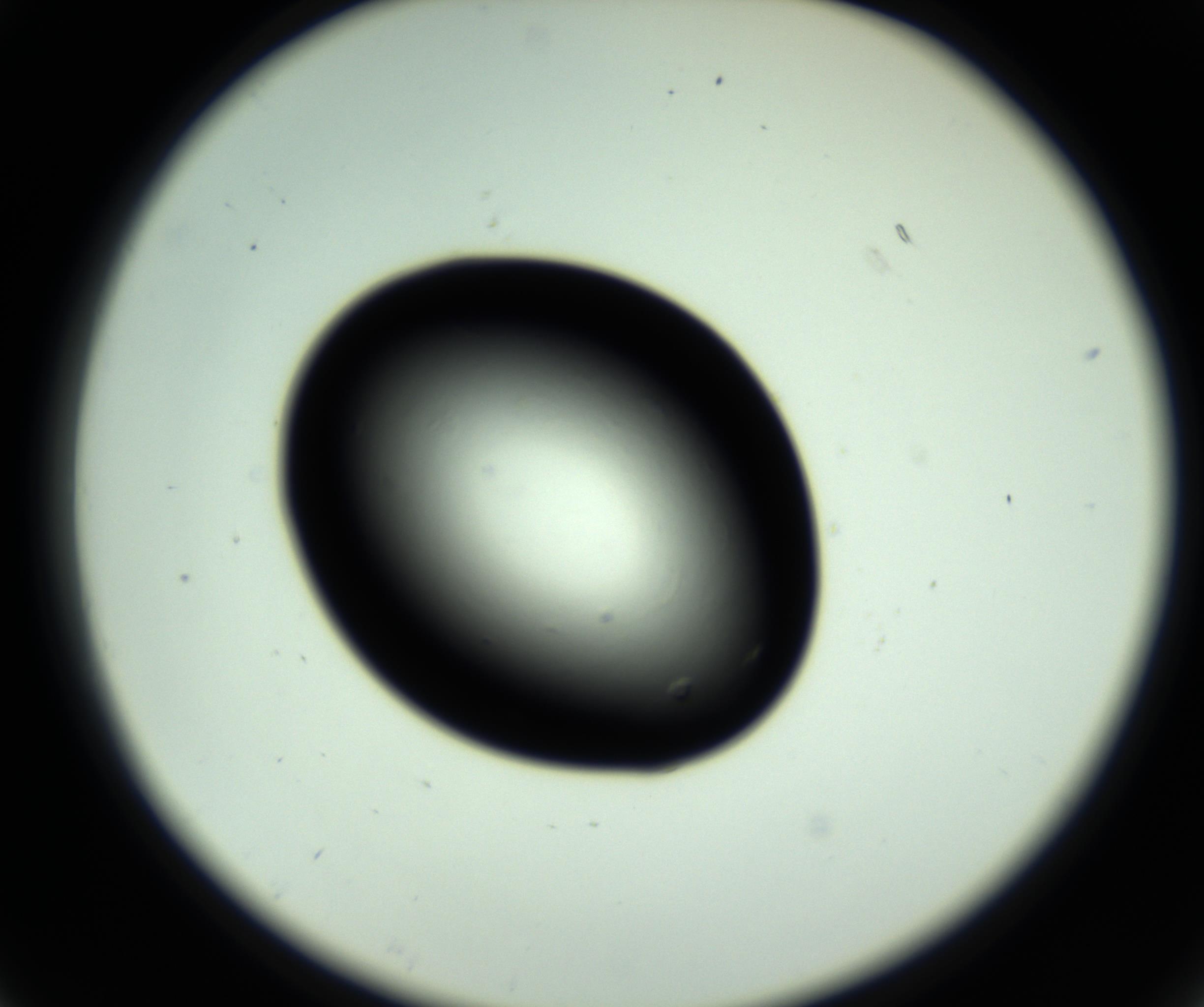 RI01_03_000_0212_Proj1_Clon1_MC_0000MC102810_006_161013_07_02_02_00_98_002_001_RAI.jpg