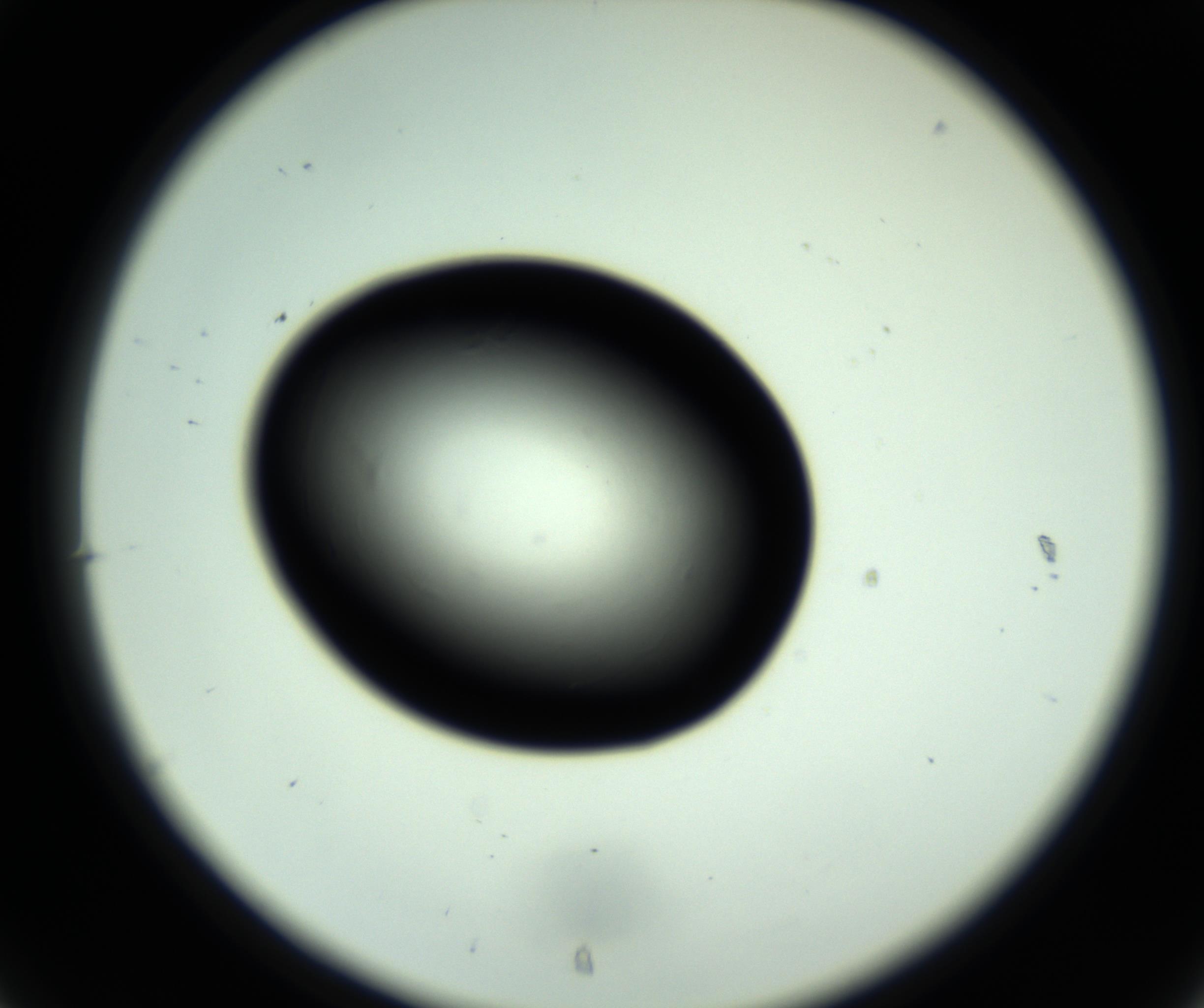 RI01_03_000_0212_Proj1_Clon1_MC_0000MC102810_006_161013_07_03_02_00_98_002_001_RAI.jpg