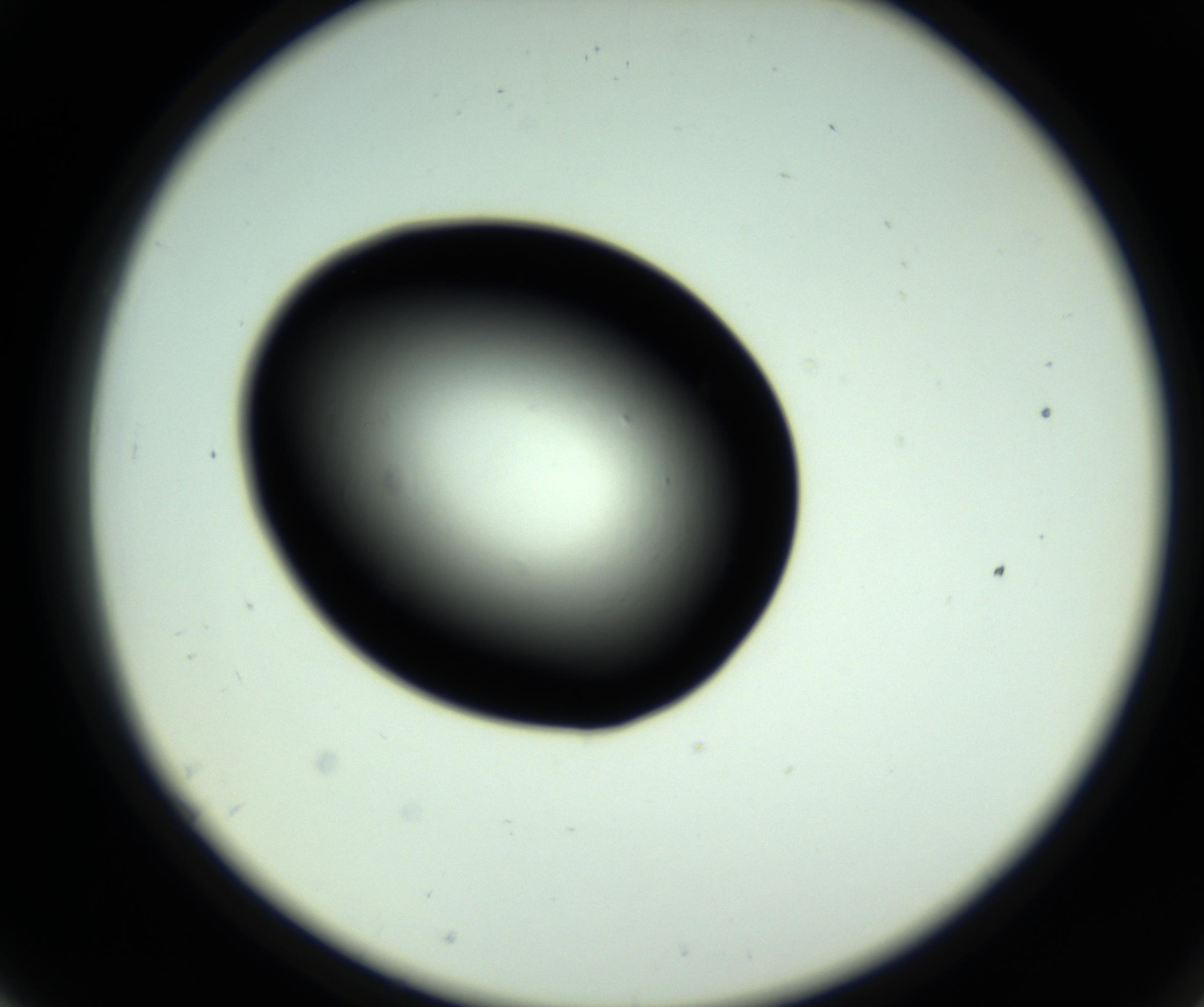 RI01_03_000_0212_Proj1_Clon1_MC_0000MC102810_006_161013_07_05_02_00_98_002_001_RAI.jpg