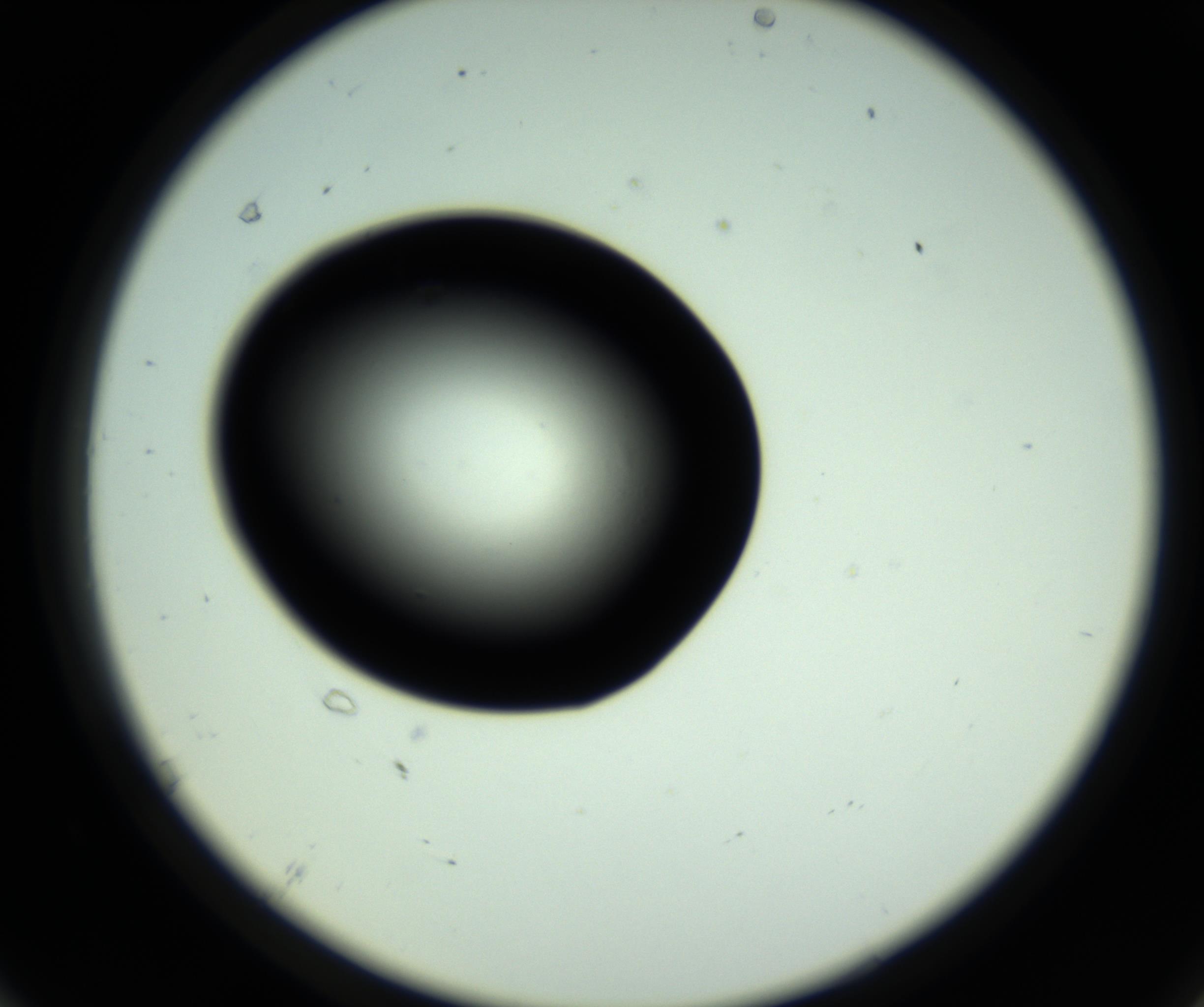 RI01_03_000_0212_Proj1_Clon1_MC_0000MC102810_006_161013_07_06_02_00_98_002_001_RAI.jpg