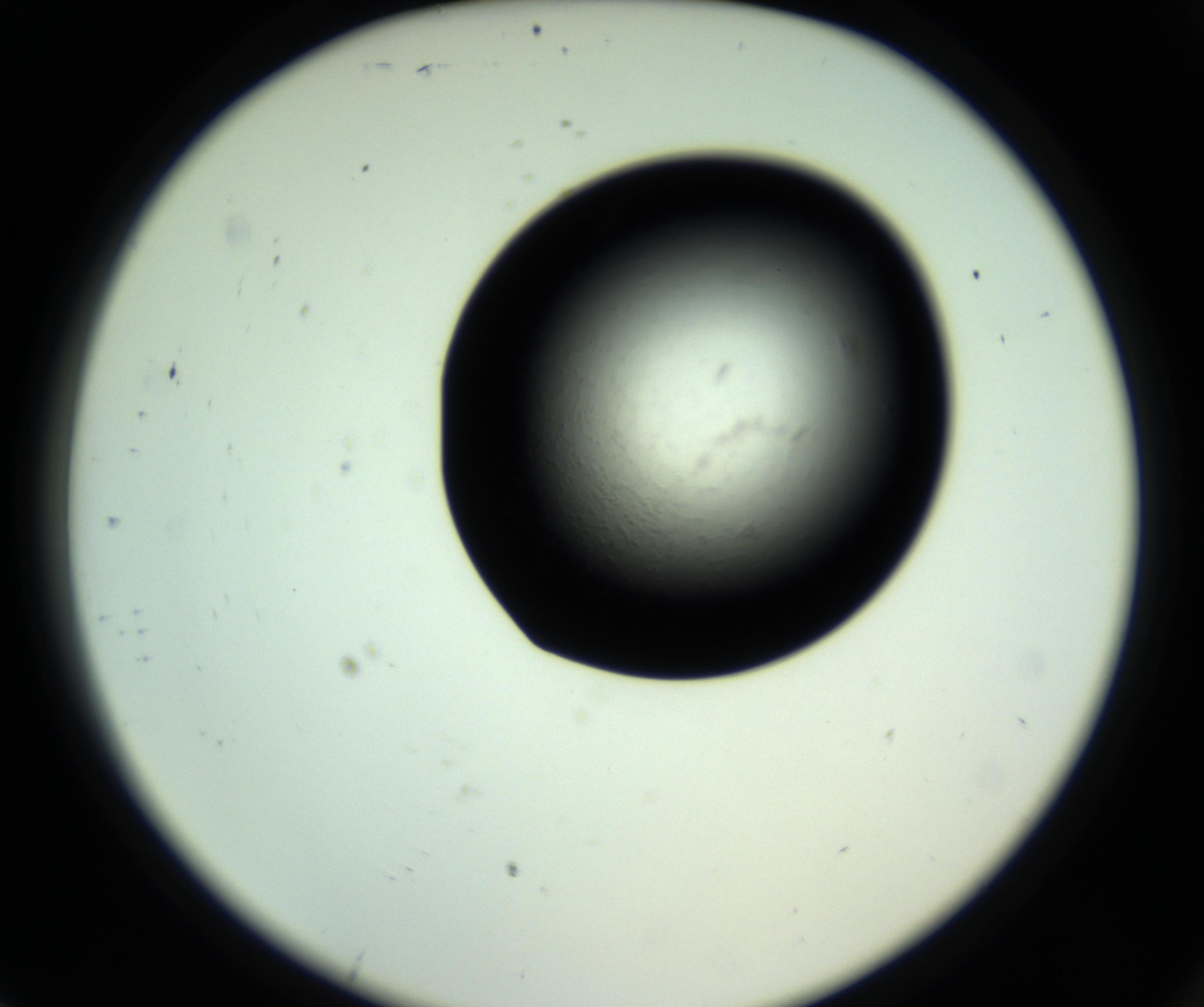 RI01_03_000_0212_Proj1_Clon1_MC_0000MC102810_006_161013_07_08_02_00_98_002_001_RAI.jpg