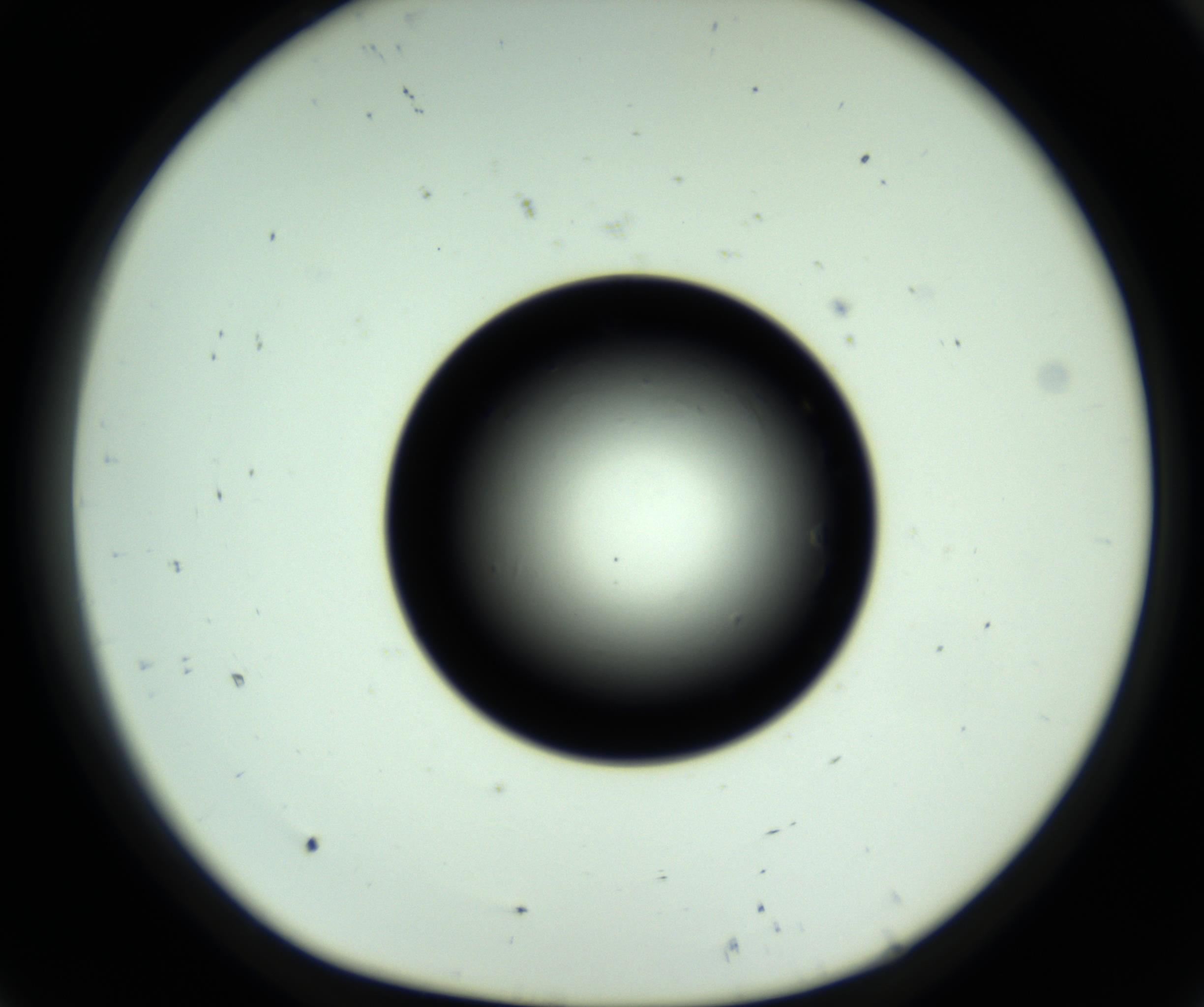 RI01_03_000_0212_Proj1_Clon1_MC_0000MC102810_006_161013_08_01_01_00_98_002_001_RAI.jpg