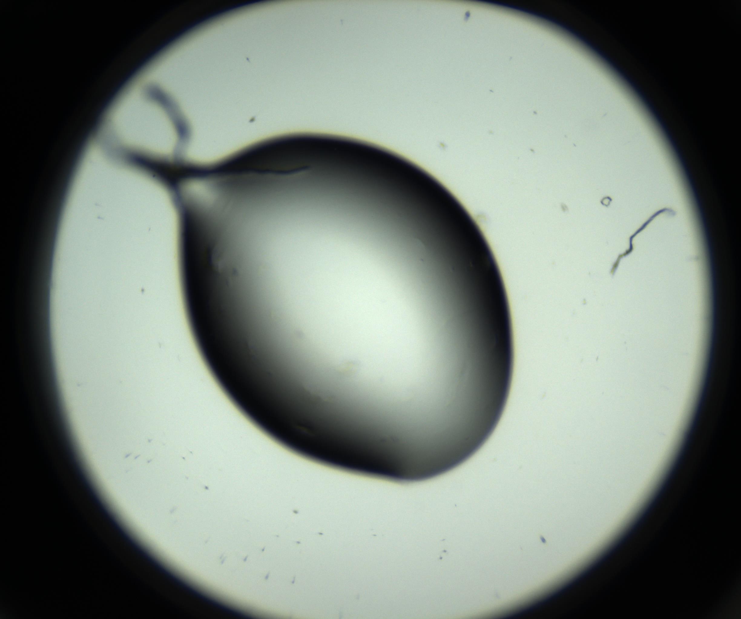 RI01_03_000_0212_Proj1_Clon1_MC_0000MC102810_006_161013_08_01_02_00_98_002_001_RAI.jpg
