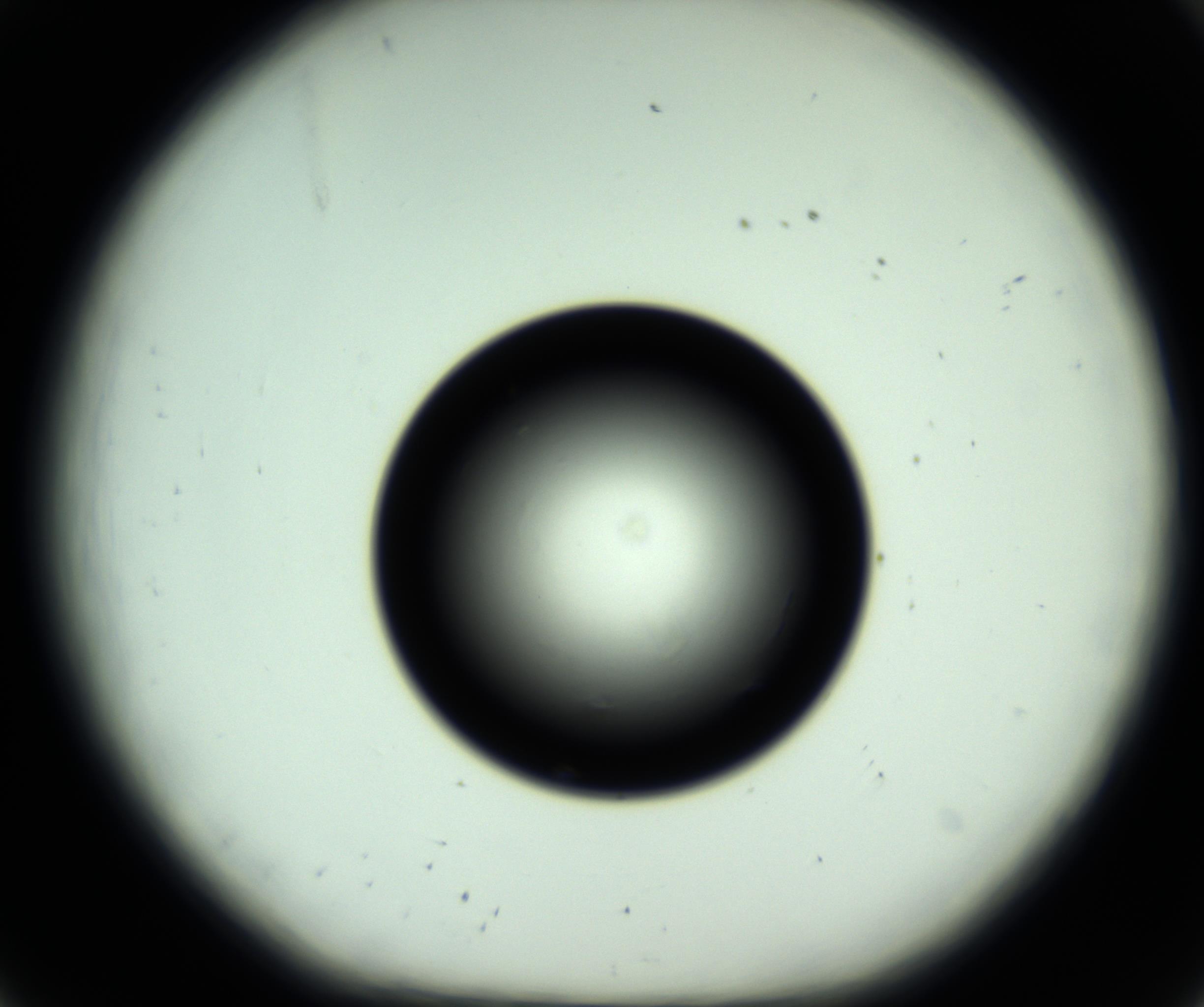 RI01_03_000_0212_Proj1_Clon1_MC_0000MC102810_006_161013_08_02_01_00_98_002_001_RAI.jpg