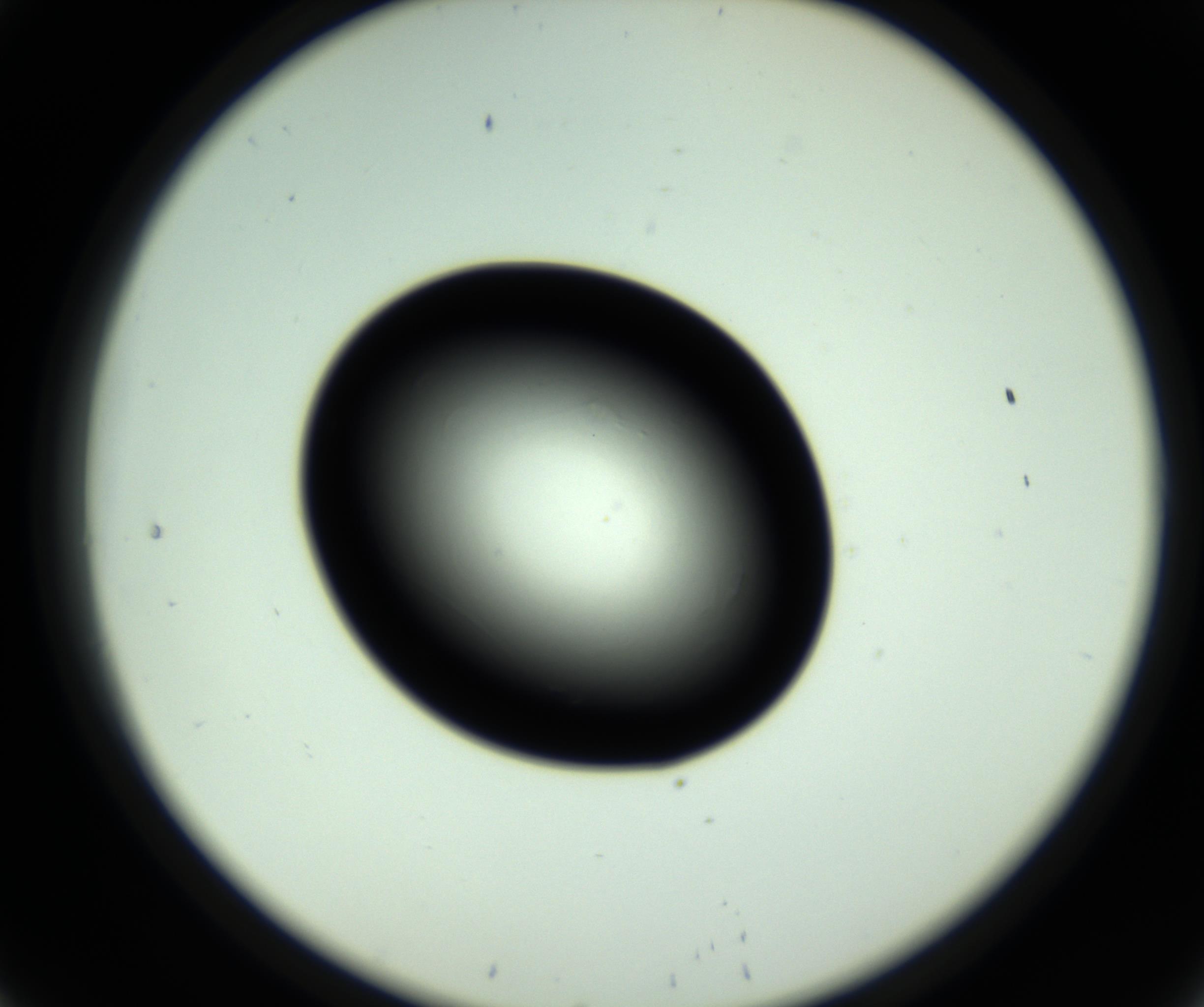 RI01_03_000_0212_Proj1_Clon1_MC_0000MC102810_006_161013_08_02_02_00_98_002_001_RAI.jpg