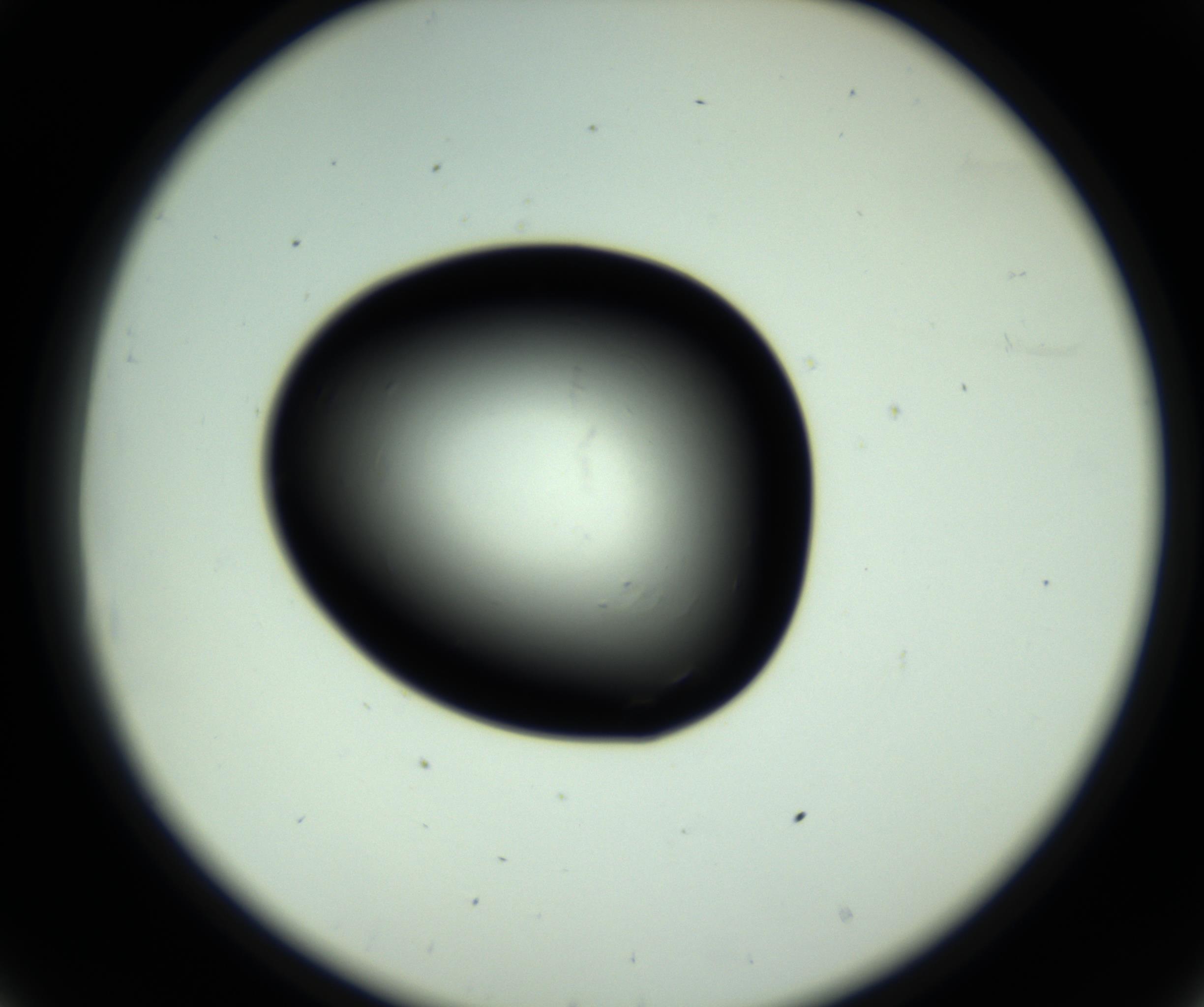 RI01_03_000_0212_Proj1_Clon1_MC_0000MC102810_006_161013_08_03_02_00_98_002_001_RAI.jpg