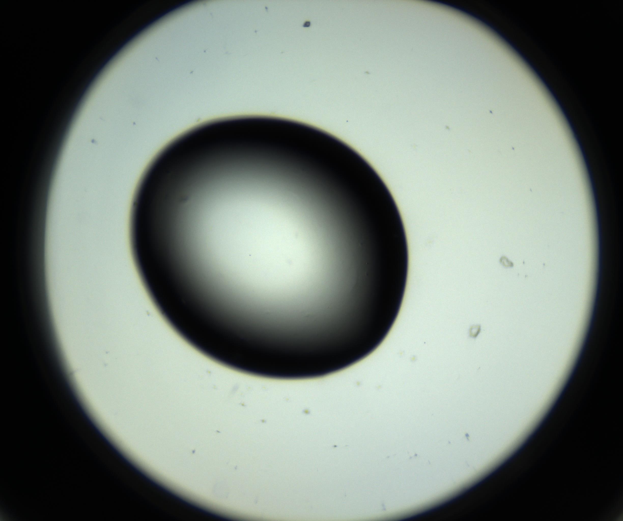 RI01_03_000_0212_Proj1_Clon1_MC_0000MC102810_006_161013_08_05_02_00_98_002_001_RAI.jpg