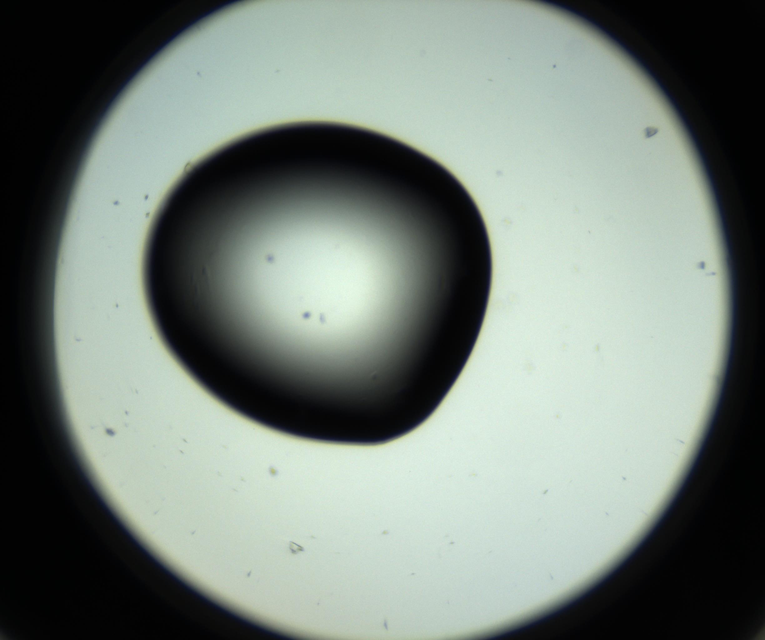 RI01_03_000_0212_Proj1_Clon1_MC_0000MC102810_006_161013_08_06_02_00_98_002_001_RAI.jpg