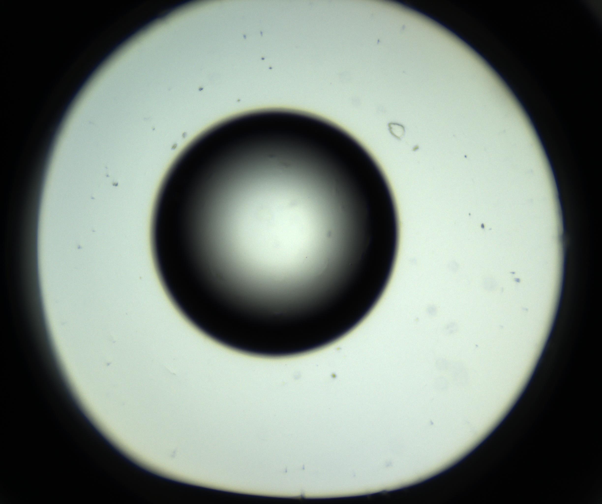 RI01_03_000_0212_Proj1_Clon1_MC_0000MC102810_006_161013_08_07_01_00_98_002_001_RAI.jpg