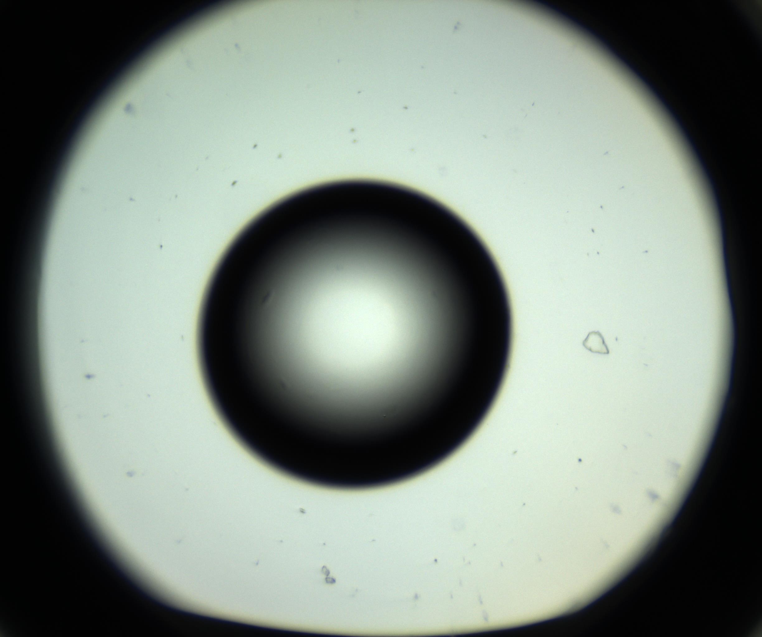 RI01_03_000_0212_Proj1_Clon1_MC_0000MC102810_006_161013_08_08_01_00_98_002_001_RAI.jpg