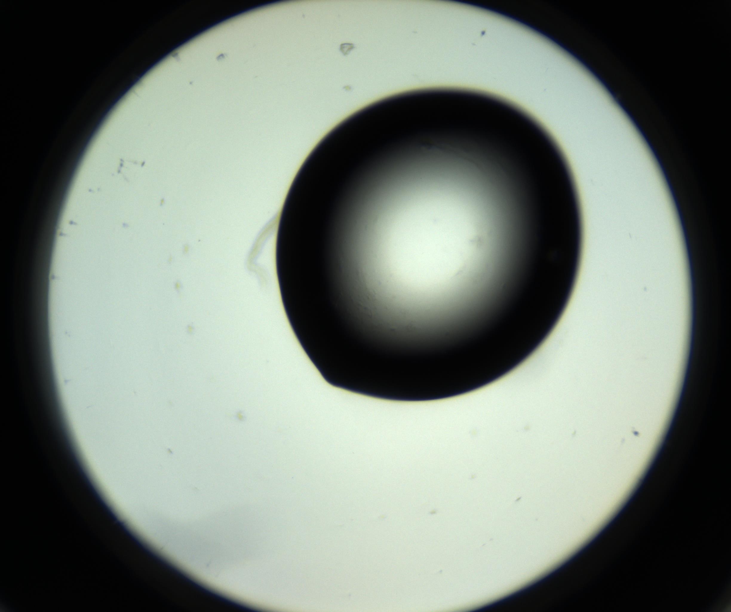 RI01_03_000_0212_Proj1_Clon1_MC_0000MC102810_006_161013_08_08_02_00_98_002_001_RAI.jpg