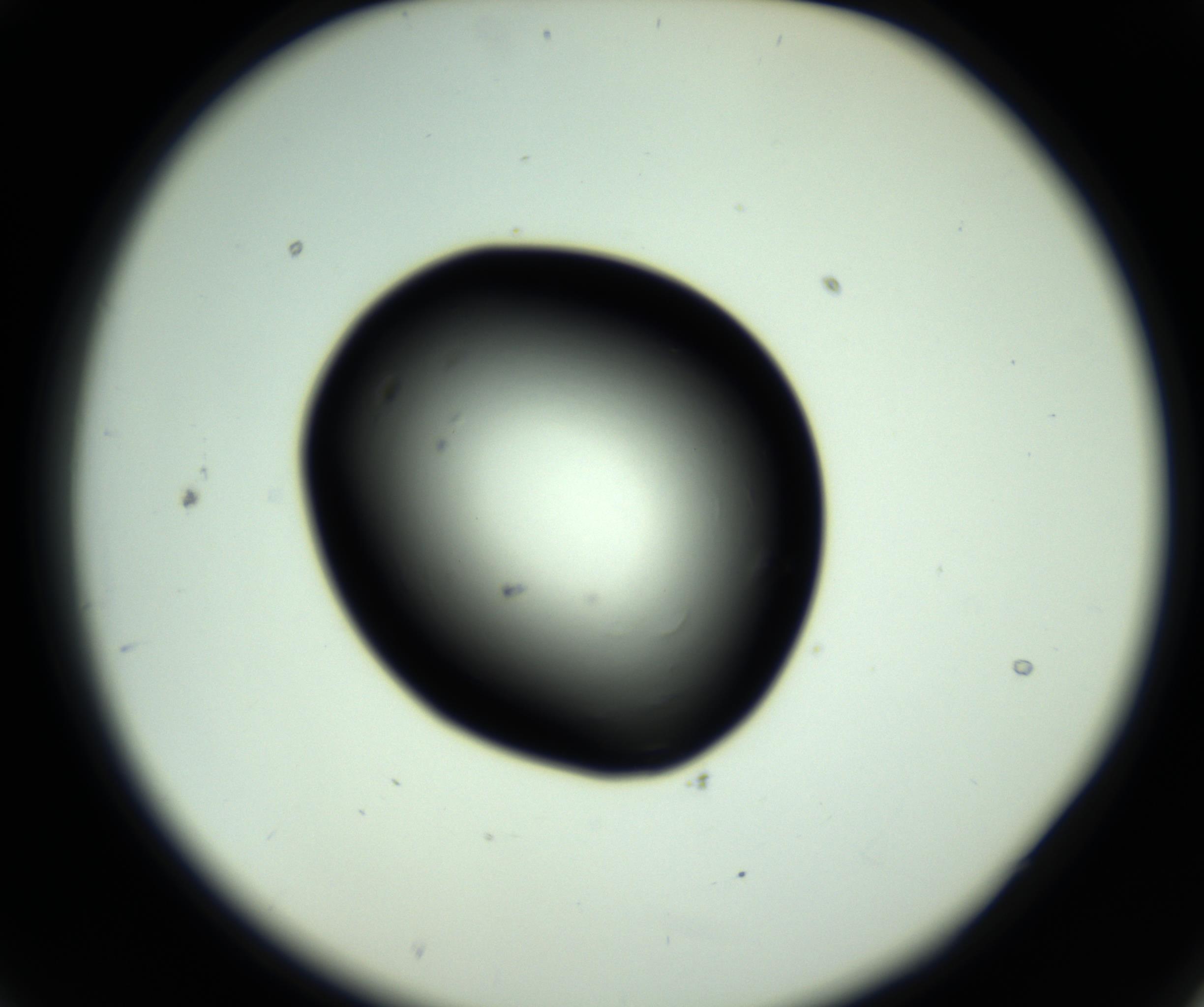 RI01_03_000_0212_Proj1_Clon1_MC_0000MC102810_006_161013_09_02_02_00_98_002_001_RAI.jpg