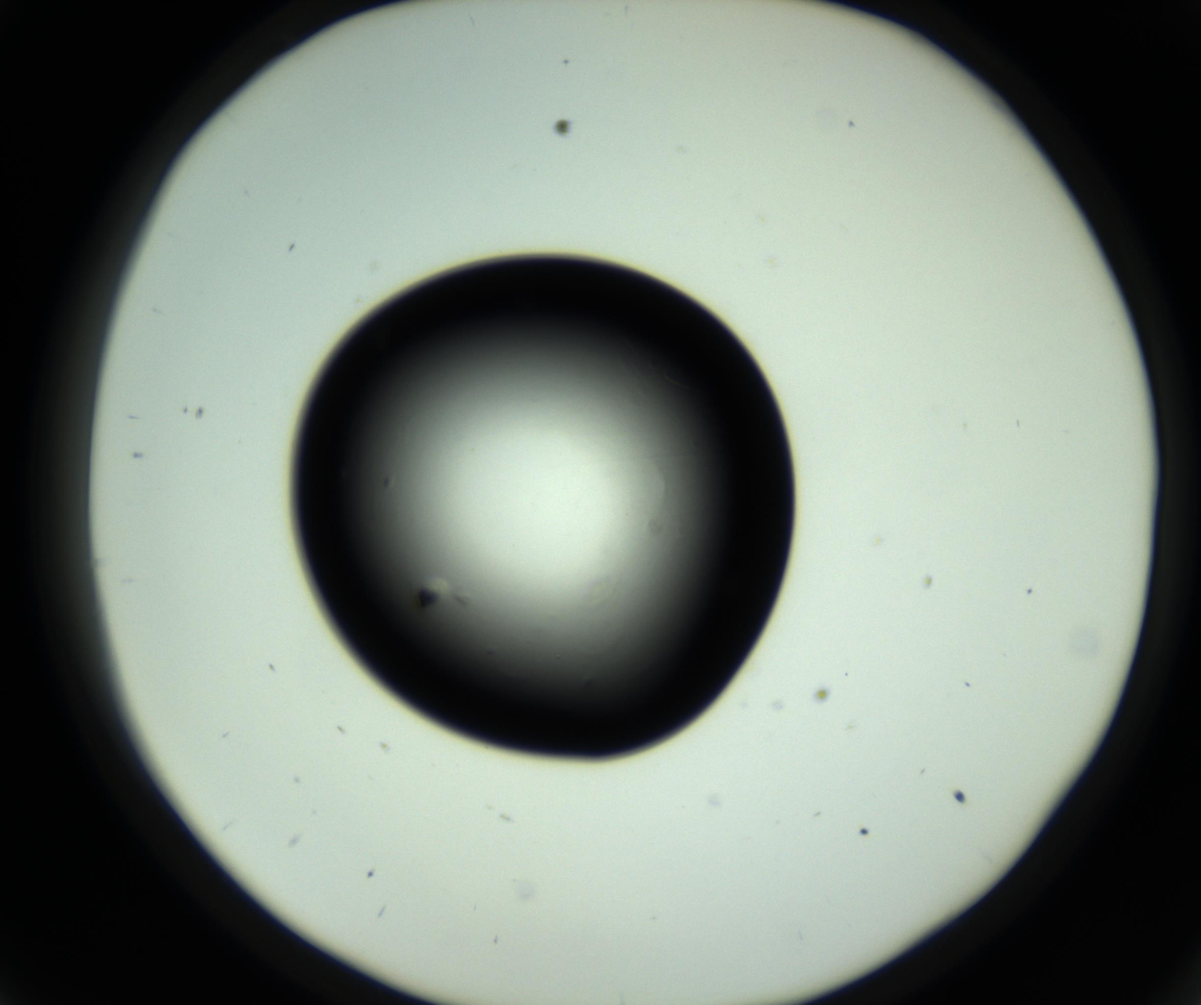 RI01_03_000_0212_Proj1_Clon1_MC_0000MC102810_006_161013_09_03_02_00_98_002_001_RAI.jpg