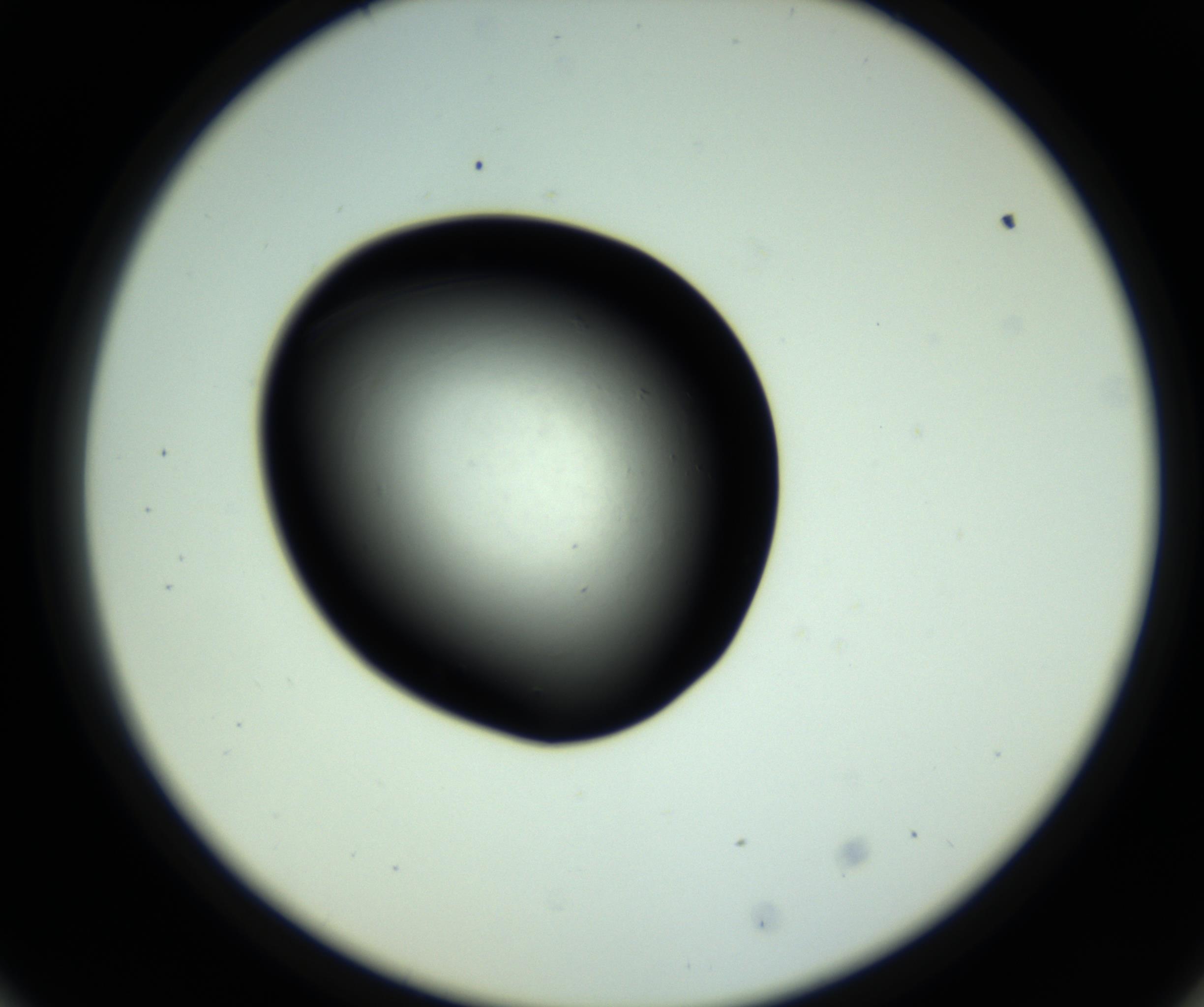 RI01_03_000_0212_Proj1_Clon1_MC_0000MC102810_006_161013_09_05_02_00_98_002_001_RAI.jpg