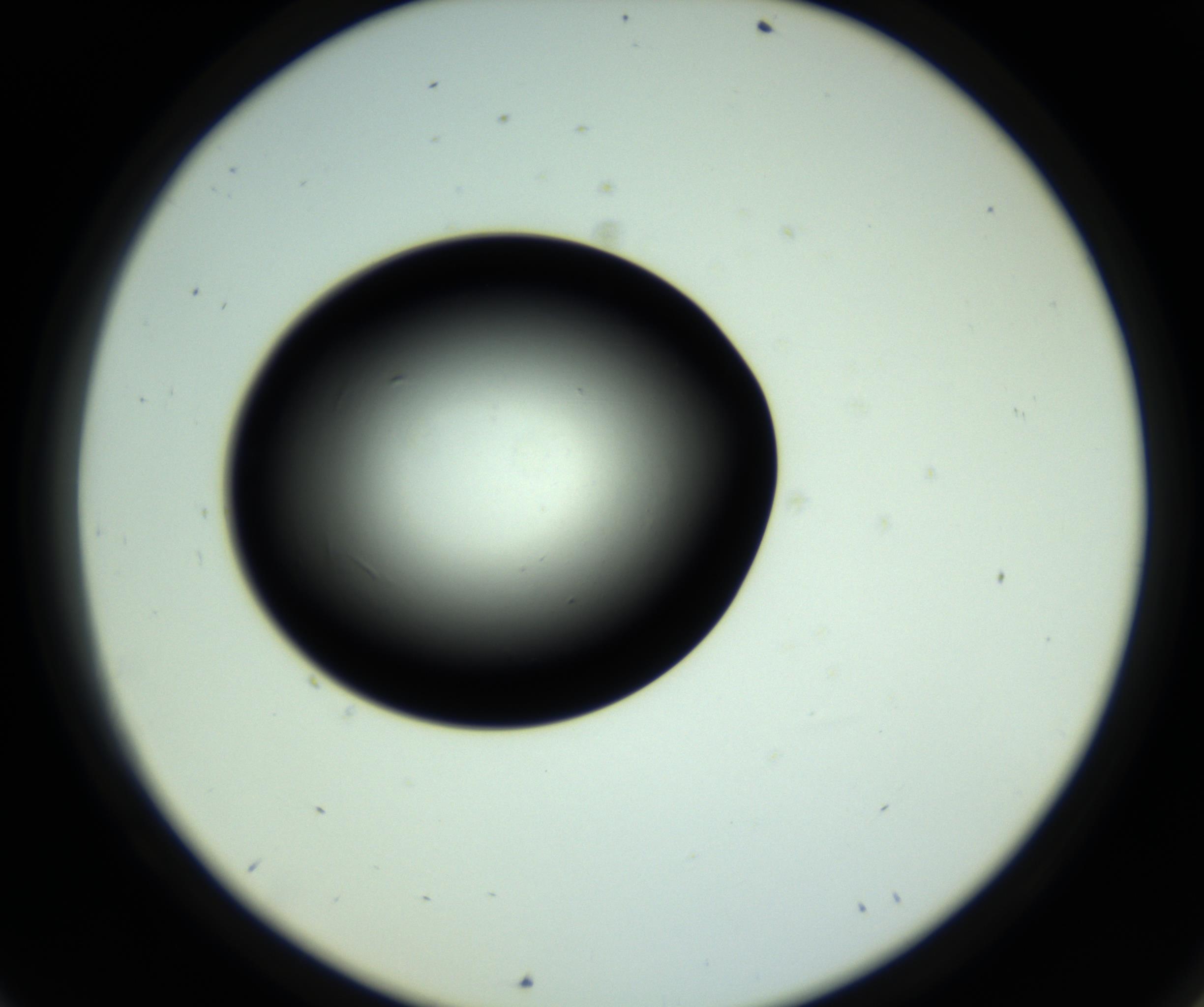RI01_03_000_0212_Proj1_Clon1_MC_0000MC102810_006_161013_09_06_02_00_98_002_001_RAI.jpg