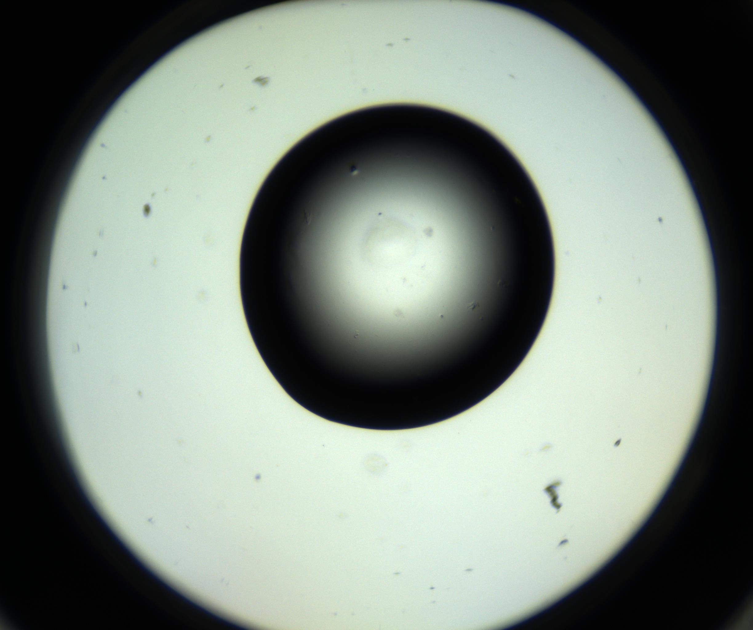 RI01_03_000_0212_Proj1_Clon1_MC_0000MC102810_006_161013_09_08_02_00_98_002_001_RAI.jpg