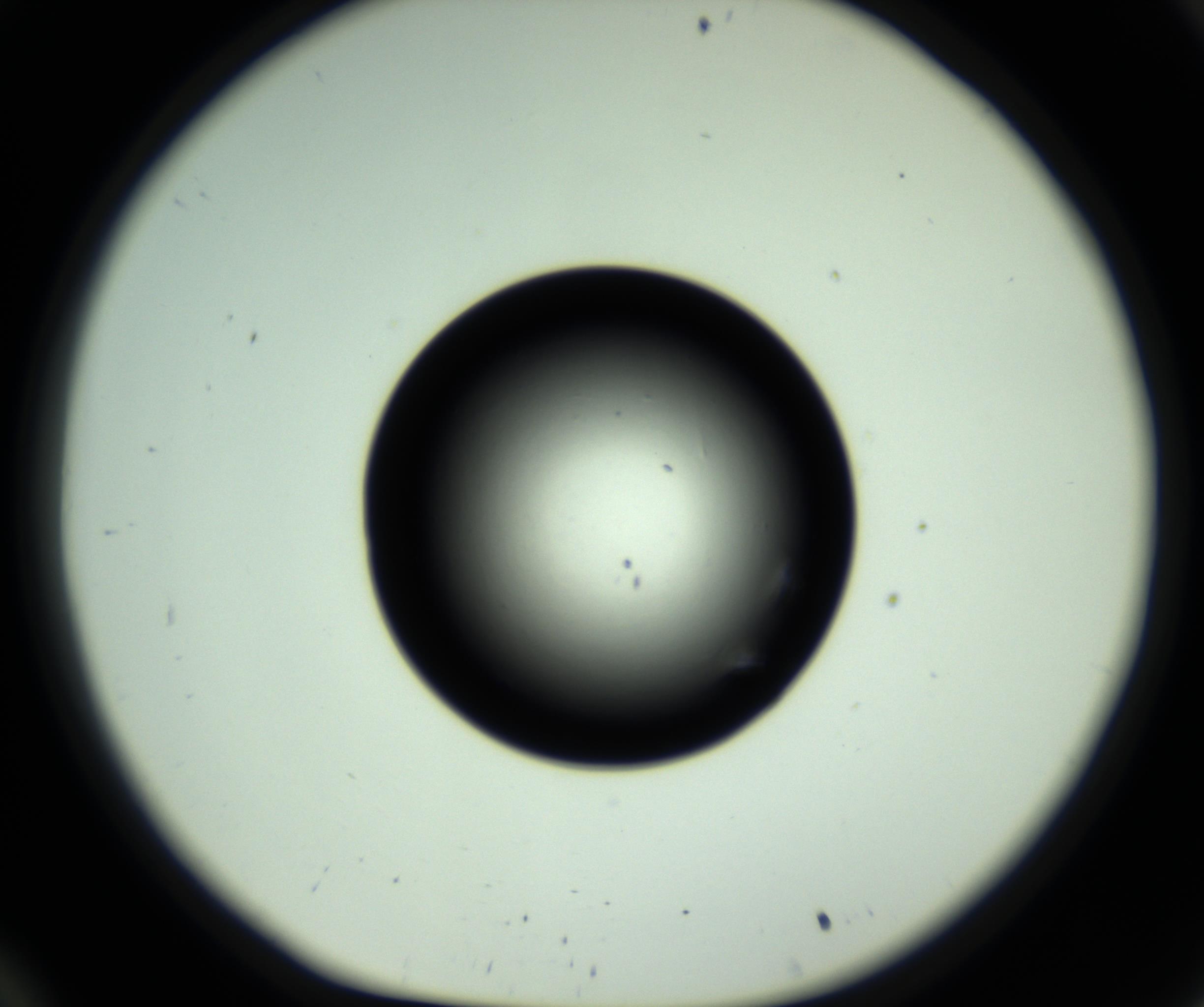 RI01_03_000_0212_Proj1_Clon1_MC_0000MC102810_006_161013_10_03_01_00_98_002_001_RAI.jpg