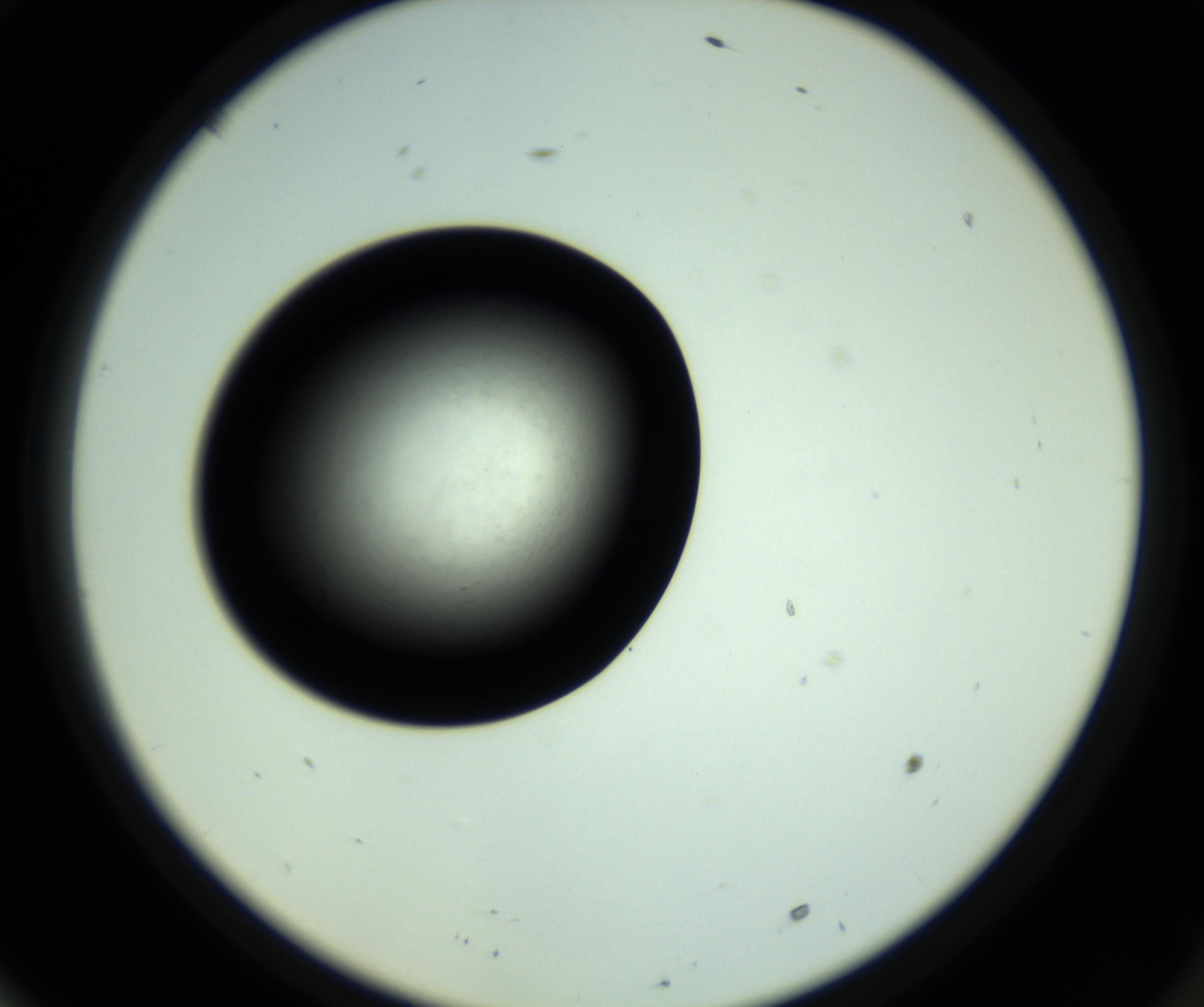 RI01_03_000_0212_Proj1_Clon1_MC_0000MC102810_006_161013_10_06_02_00_98_002_001_RAI.jpg
