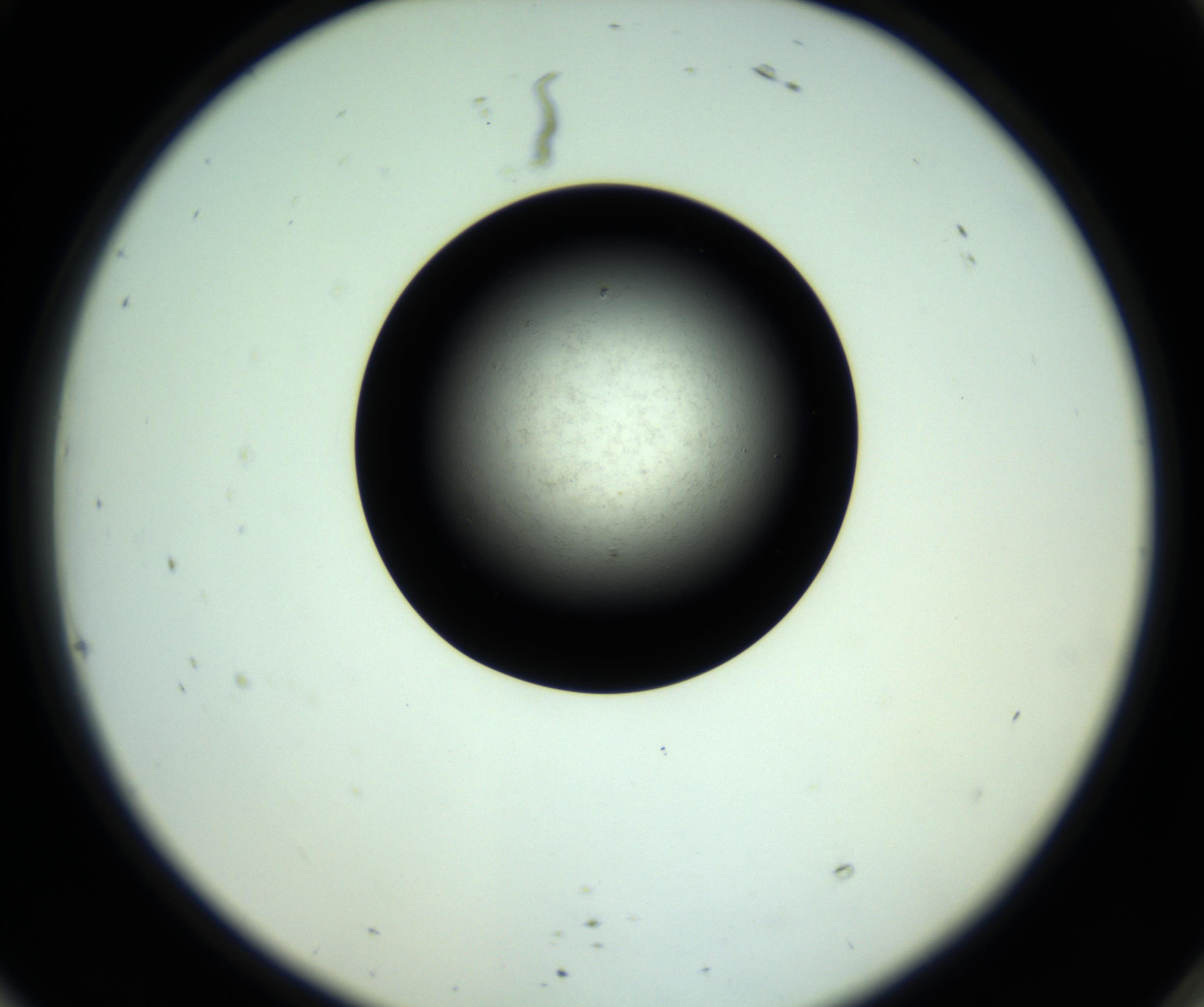 RI01_03_000_0212_Proj1_Clon1_MC_0000MC102810_006_161013_10_08_02_00_98_002_001_RAI.jpg