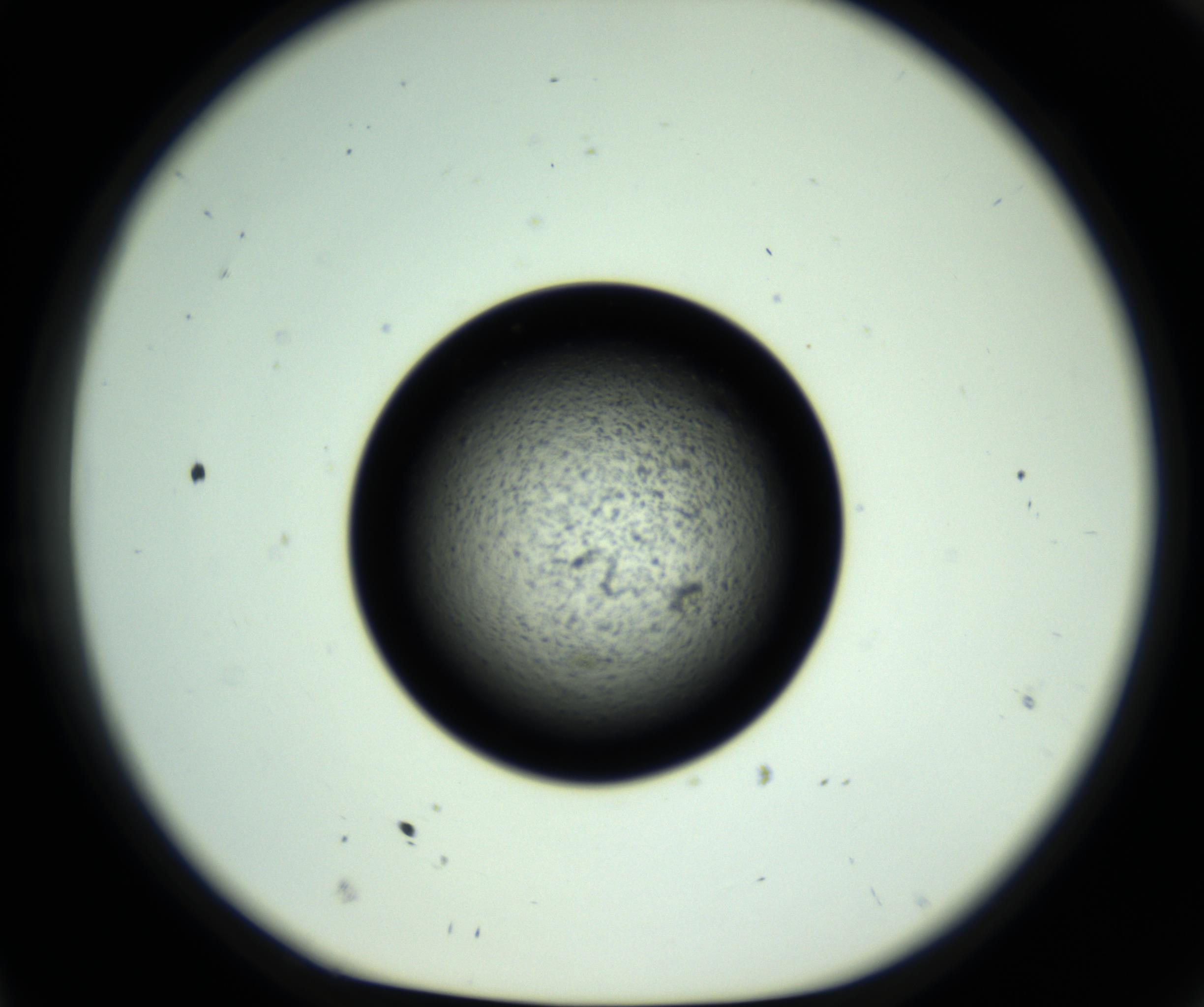 RI01_03_000_0212_Proj1_Clon1_MC_0000MC102810_006_161013_11_02_01_00_98_002_001_RAI.jpg