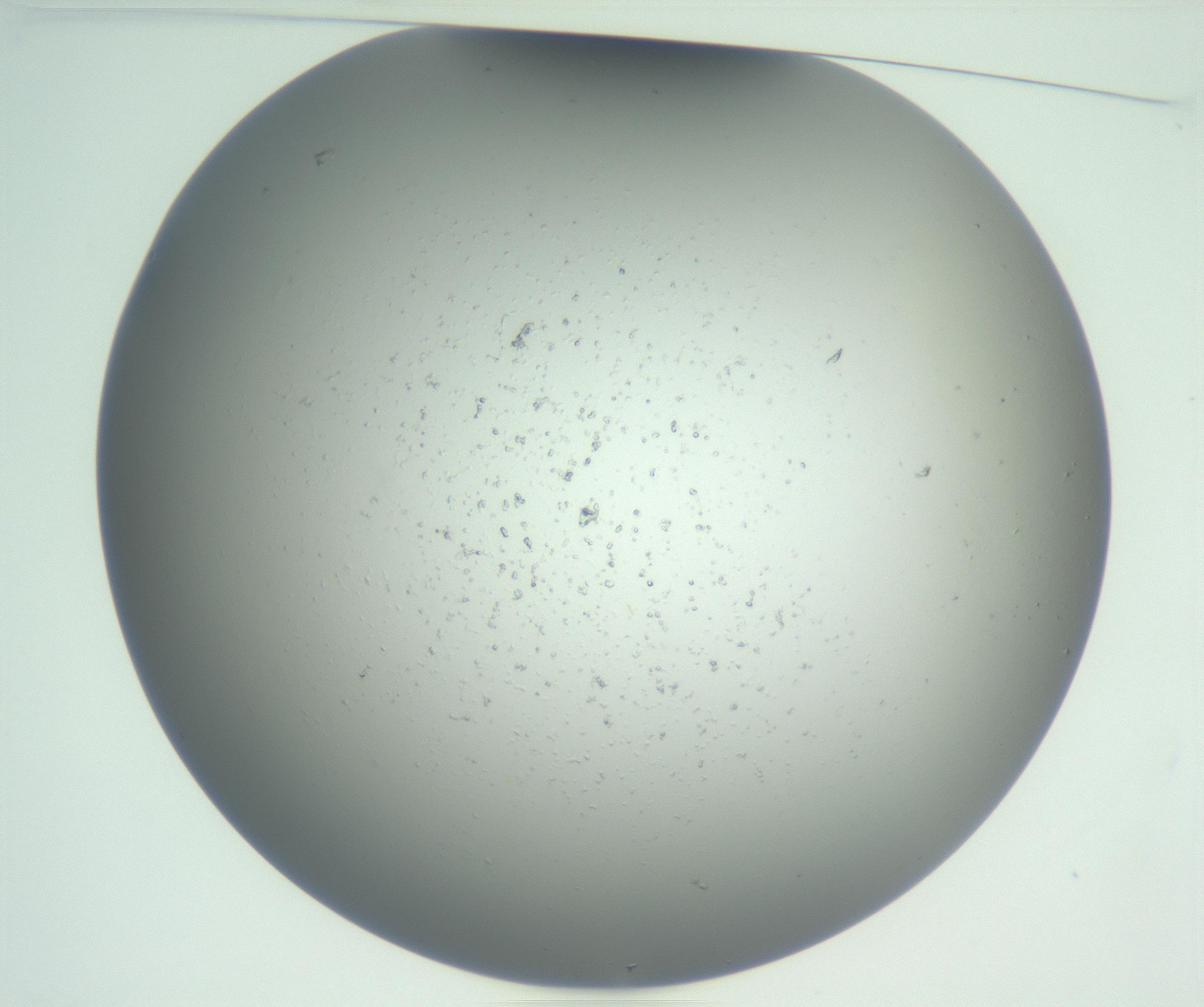 RI01_03_000_0212_Proj1_Clon1_MC_0000MC102810_007_161017_10_01_01_00_99_002_001_RAI.jpg