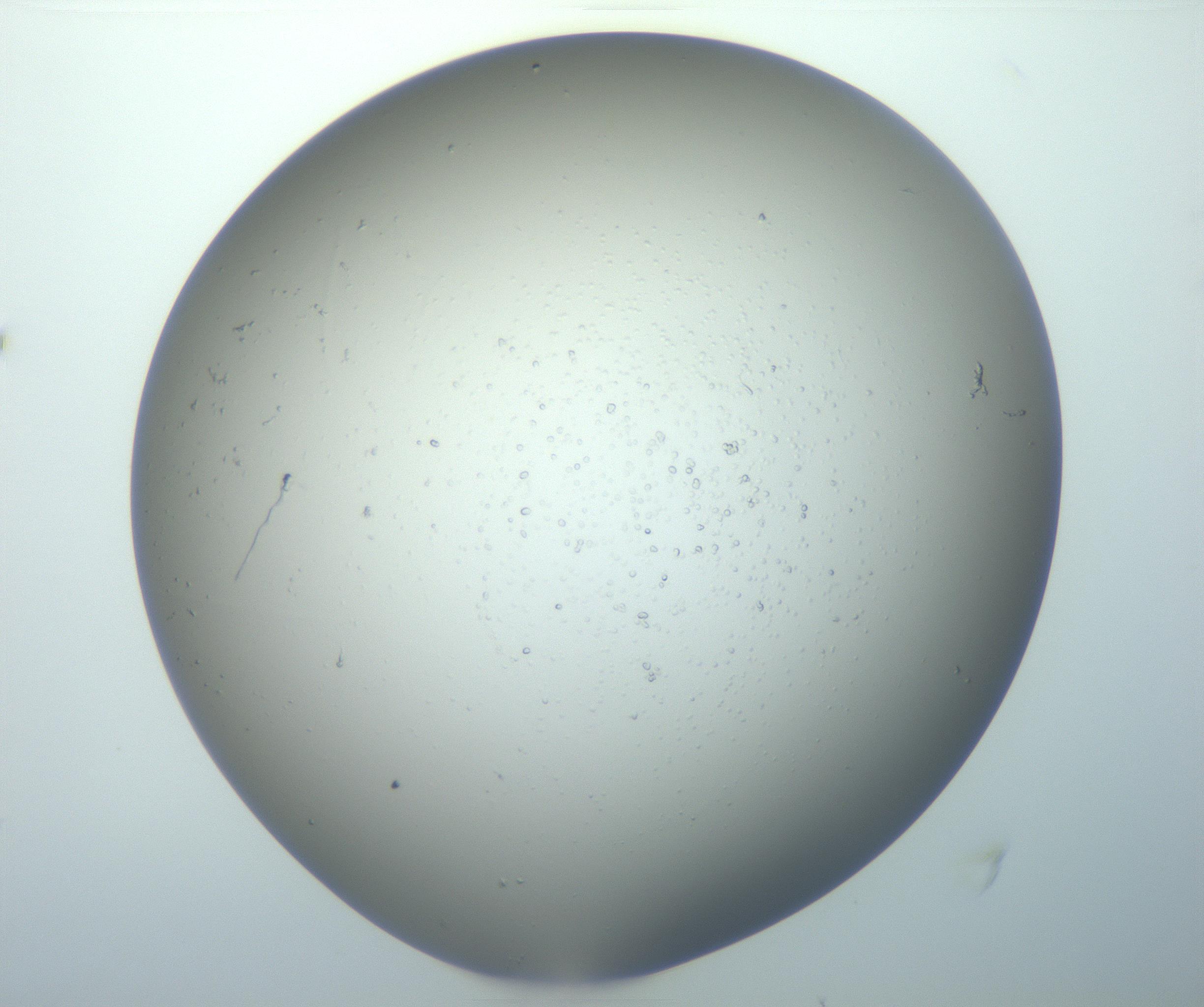 RI01_03_000_0212_Proj1_Clon1_MC_0000MC102811_008_161028_04_05_02_00_99_002_001_RAI.jpg