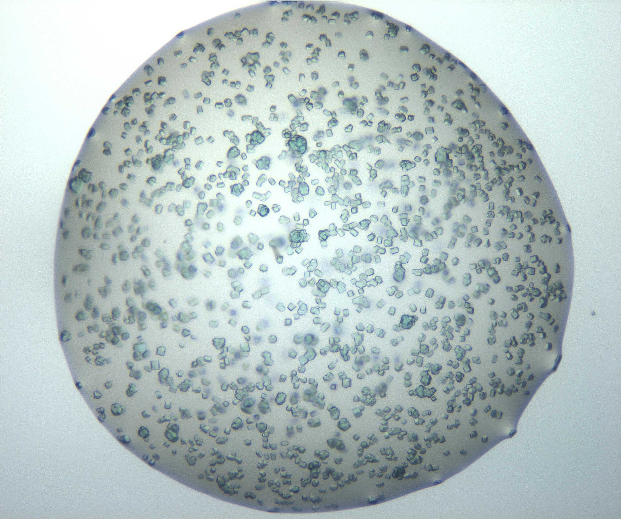 RI01_03_000_0212_Proj1_Clon1_MC_0000MC102815_010_161117_01_01_02_00_99_002_001_RAI.jpg
