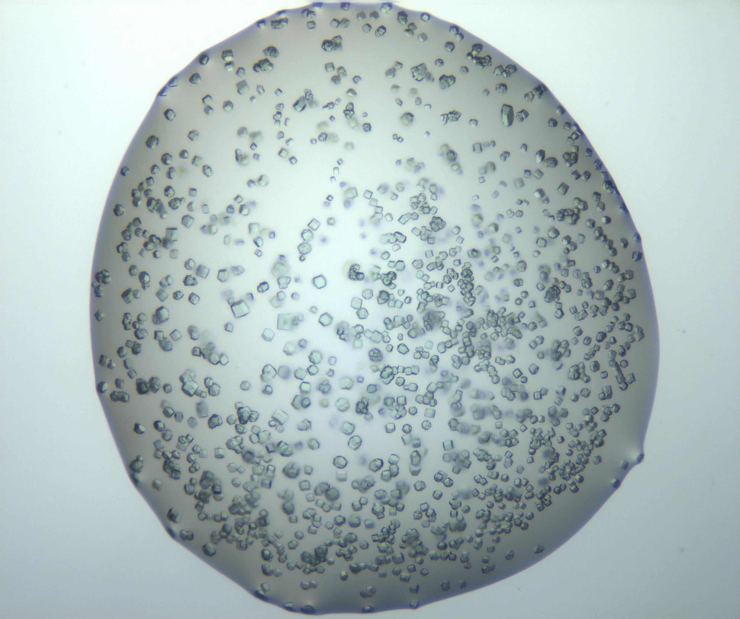RI01_03_000_0212_Proj1_Clon1_MC_0000MC102815_010_161117_02_01_02_00_99_002_001_RAI.jpg