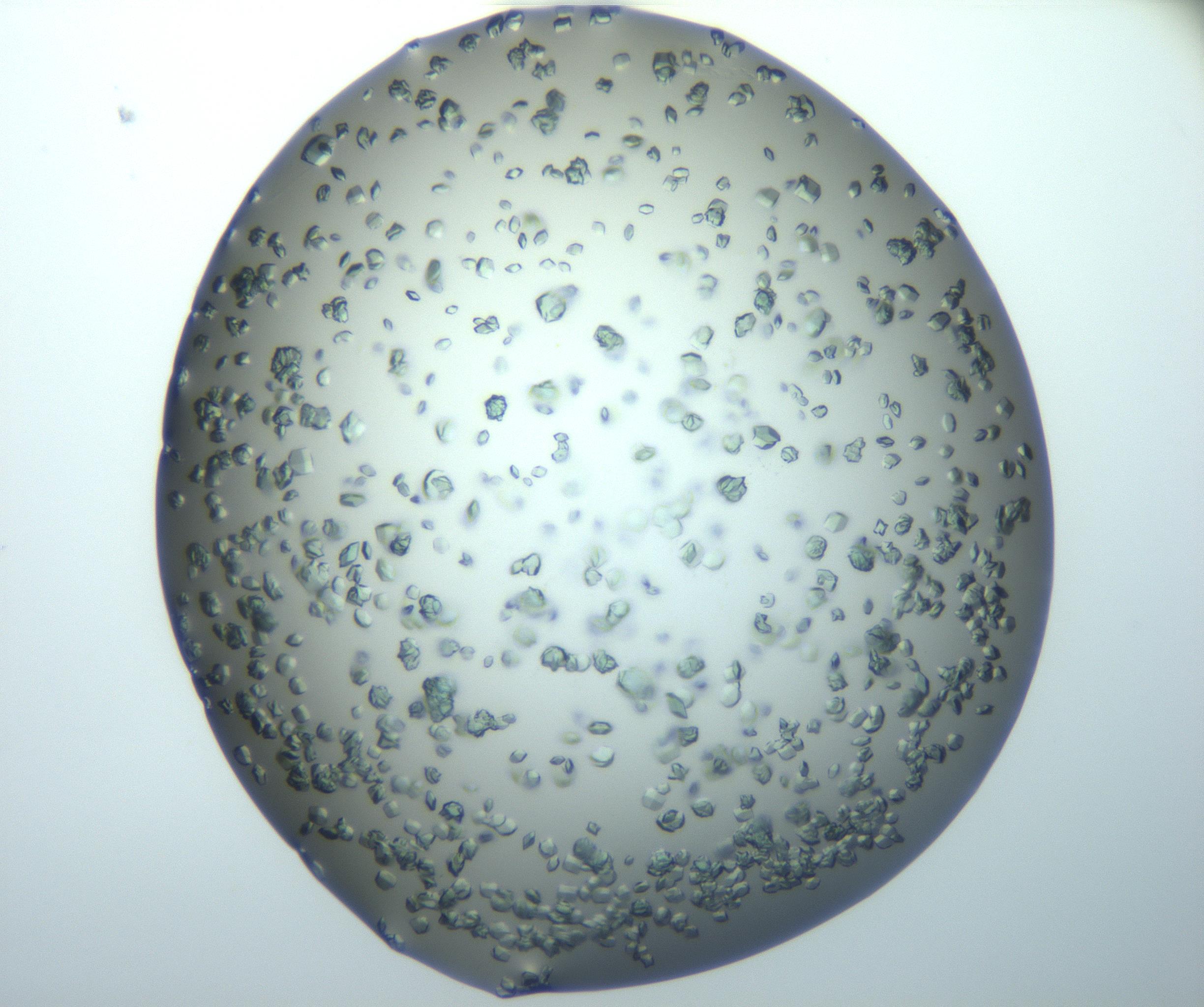 RI01_03_000_0212_Proj1_Clon1_MC_0000MC102815_010_161117_03_01_02_00_99_002_001_RAI.jpg