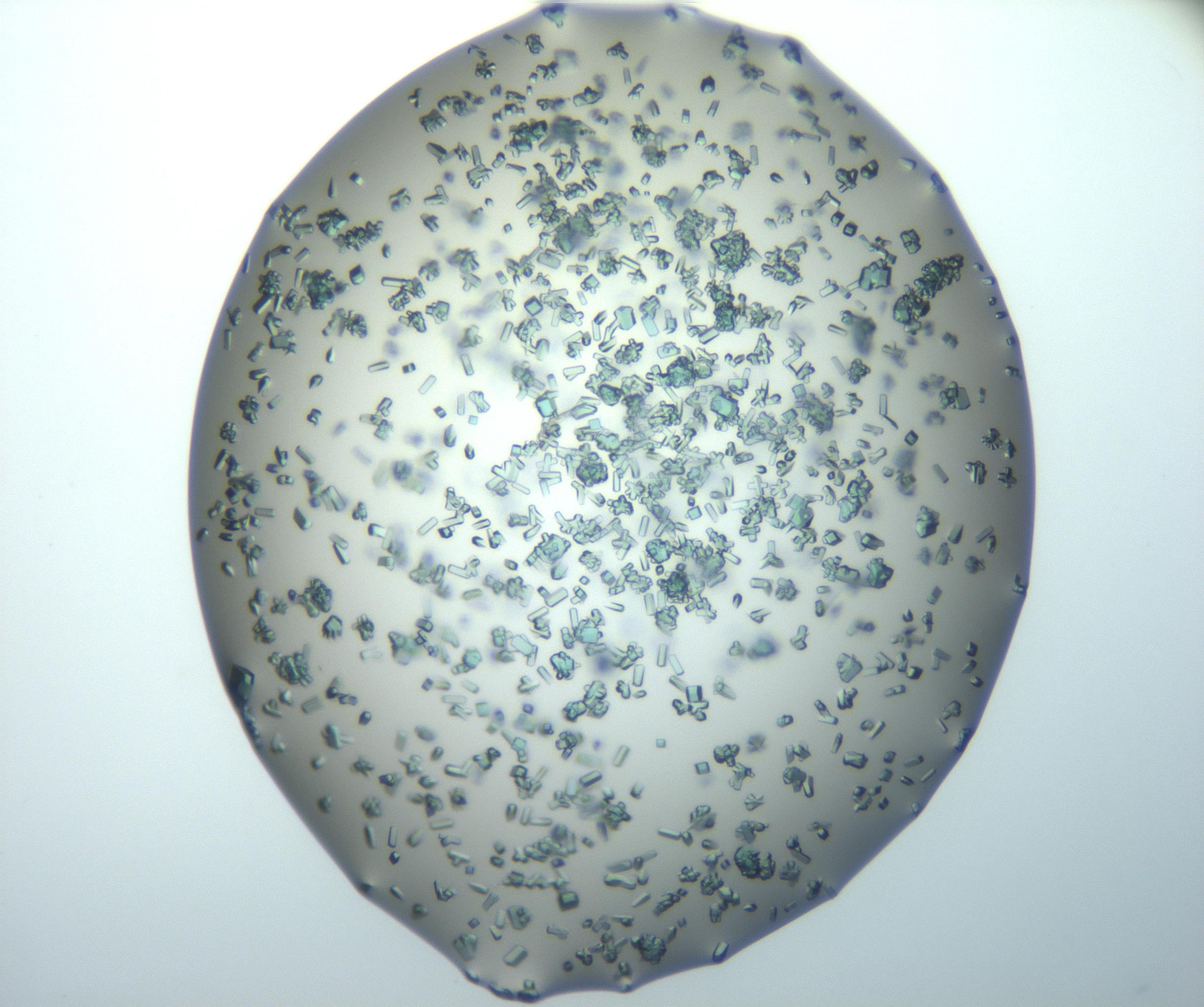 RI01_03_000_0212_Proj1_Clon1_MC_0000MC102815_010_161117_04_01_02_00_99_002_001_RAI.jpg
