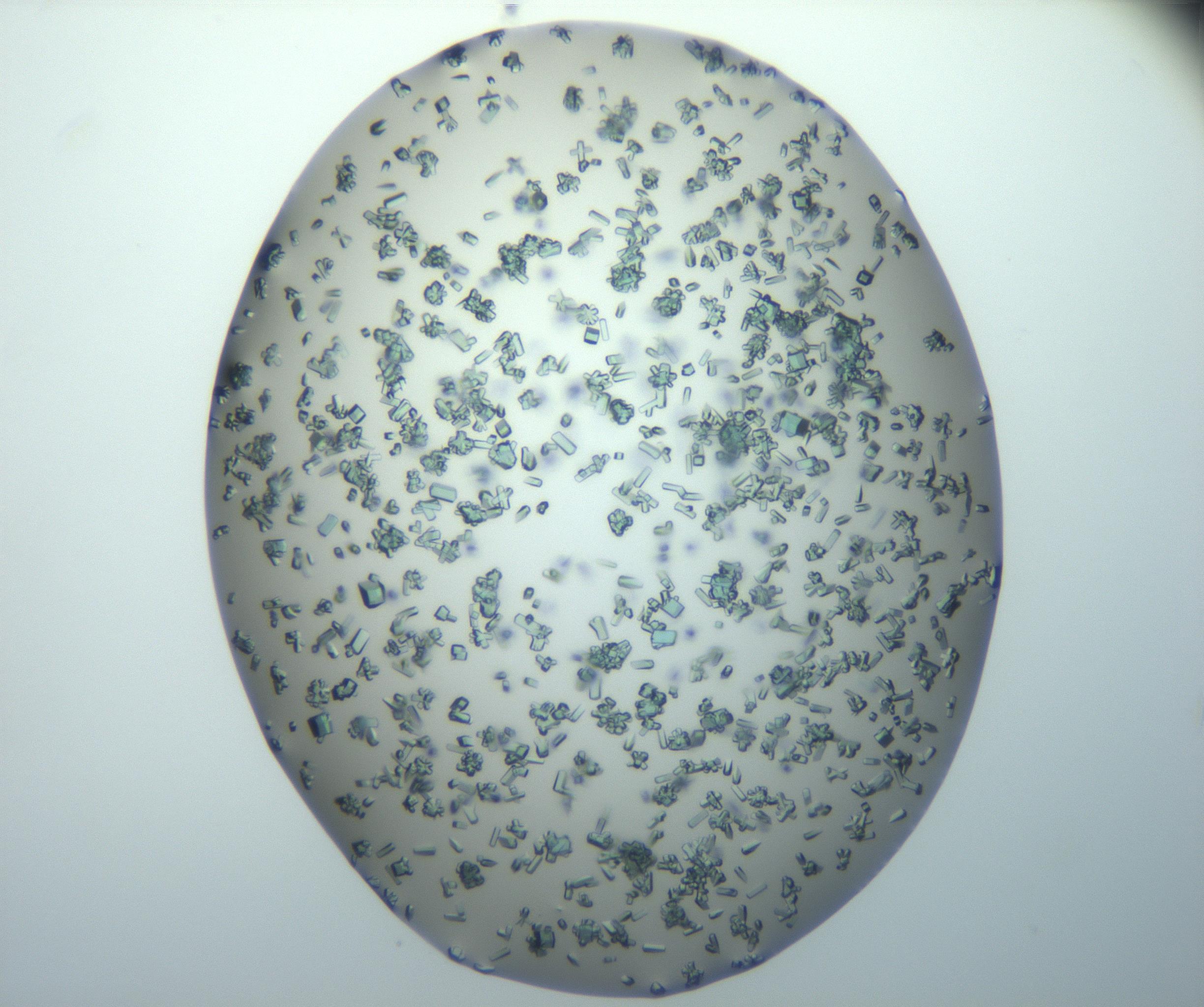 RI01_03_000_0212_Proj1_Clon1_MC_0000MC102815_010_161117_05_01_02_00_99_002_001_RAI.jpg