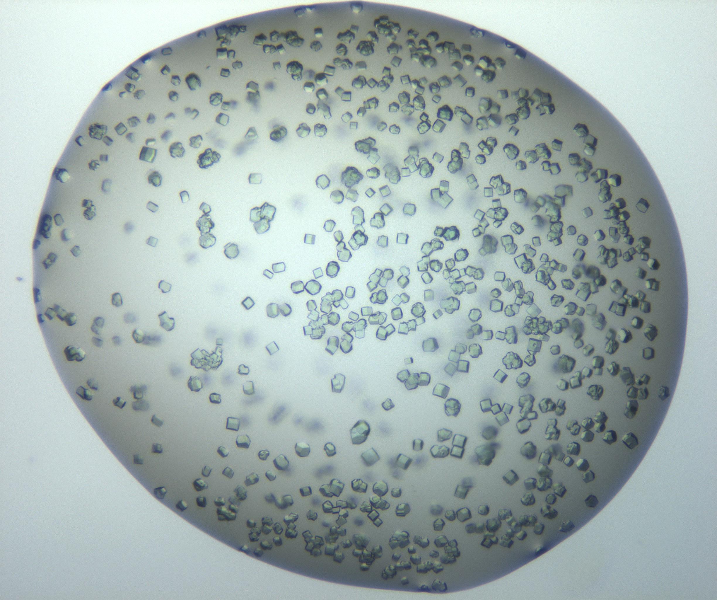 RI01_03_000_0212_Proj1_Clon1_MC_0000MC102815_010_161117_06_03_02_00_99_002_001_RAI.jpg