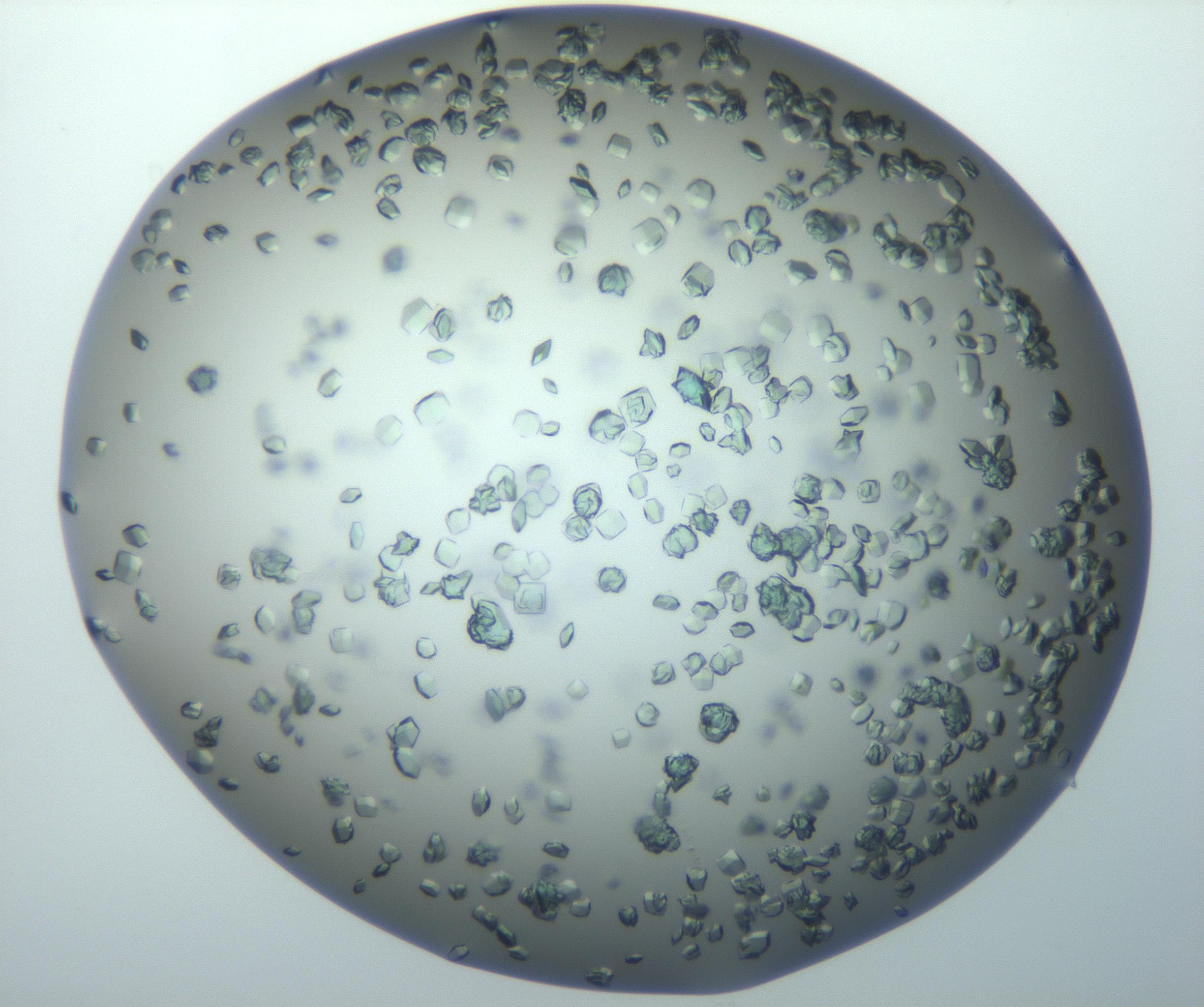 RI01_03_000_0212_Proj1_Clon1_MC_0000MC102815_010_161117_07_03_02_00_99_002_001_RAI.jpg