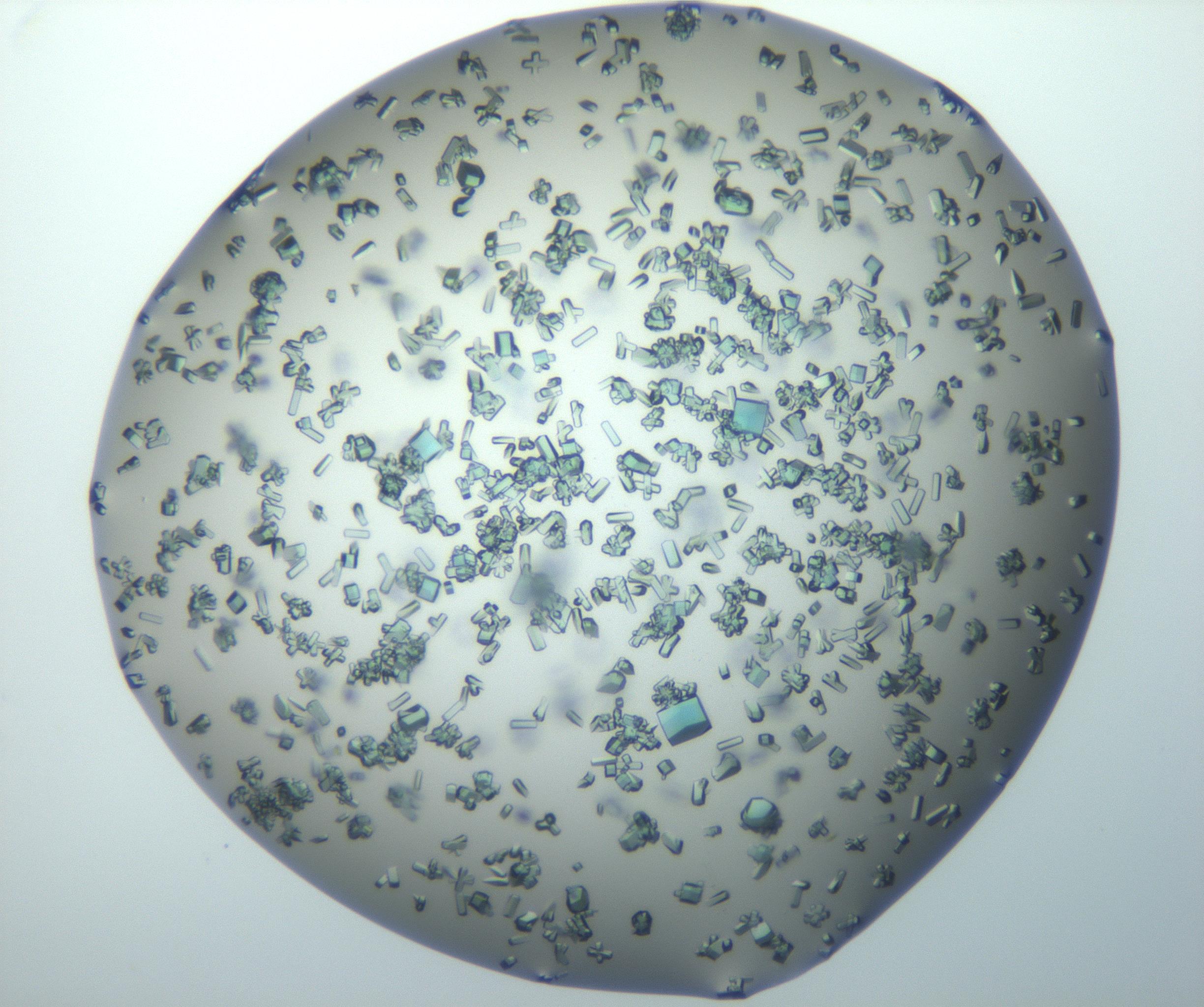 RI01_03_000_0212_Proj1_Clon1_MC_0000MC102815_010_161117_08_03_02_00_99_002_001_RAI.jpg