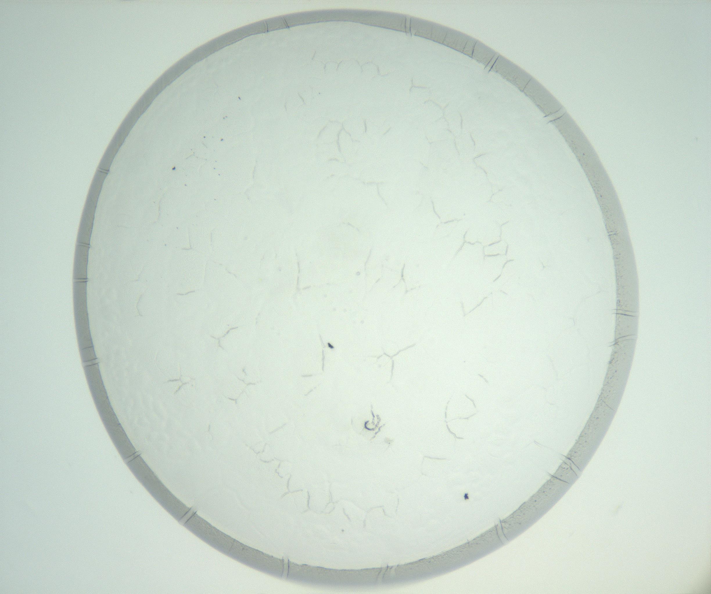 RI01_03_000_0212_Proj1_Clon1_MC_0000MC102816_002_161015_12_01_02_00_99_002_001_RAI.jpg
