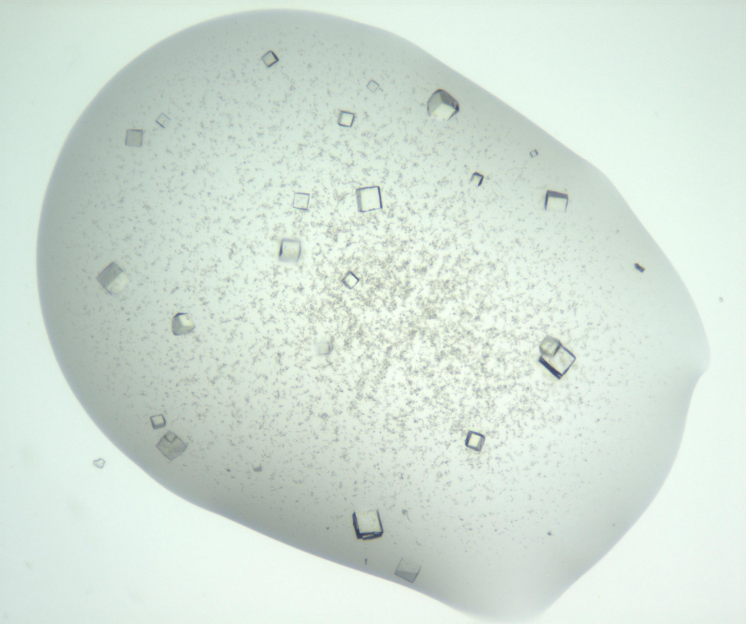 RI01_03_000_0212_Proj1_Clon1_MC_0000MC102816_003_161017_01_06_01_00_99_002_001_RAI.jpg