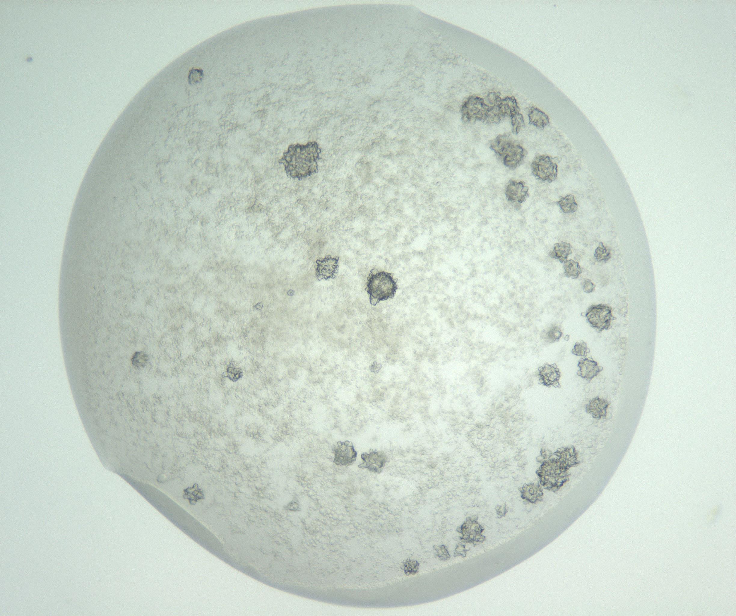 RI01_03_000_0212_Proj1_Clon1_MC_0000MC102816_003_161017_06_05_01_00_99_002_001_RAI.jpg
