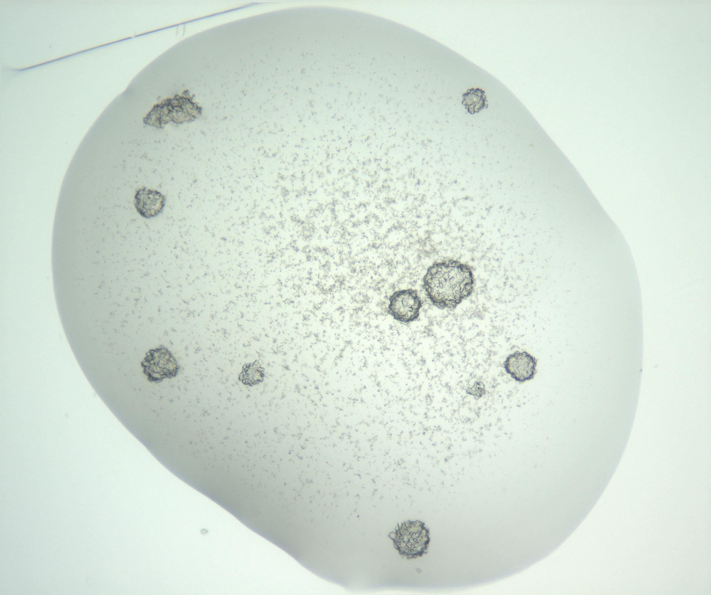 RI01_03_000_0212_Proj1_Clon1_MC_0000MC102816_004_161019_01_02_01_00_99_002_001_RAI.jpg