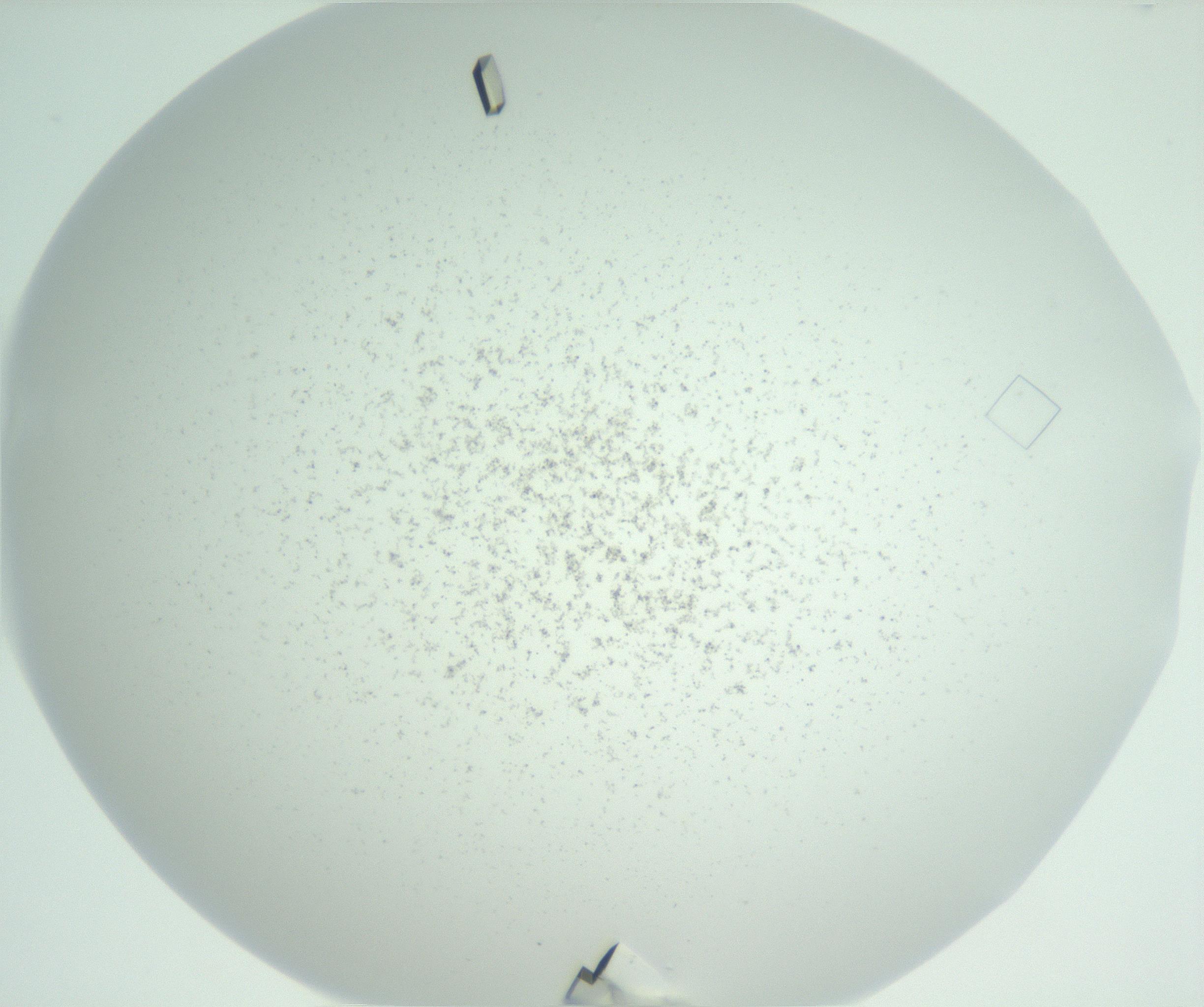 RI01_03_000_0212_Proj1_Clon1_MC_0000MC102816_004_161019_01_06_02_00_99_002_001_RAI.jpg