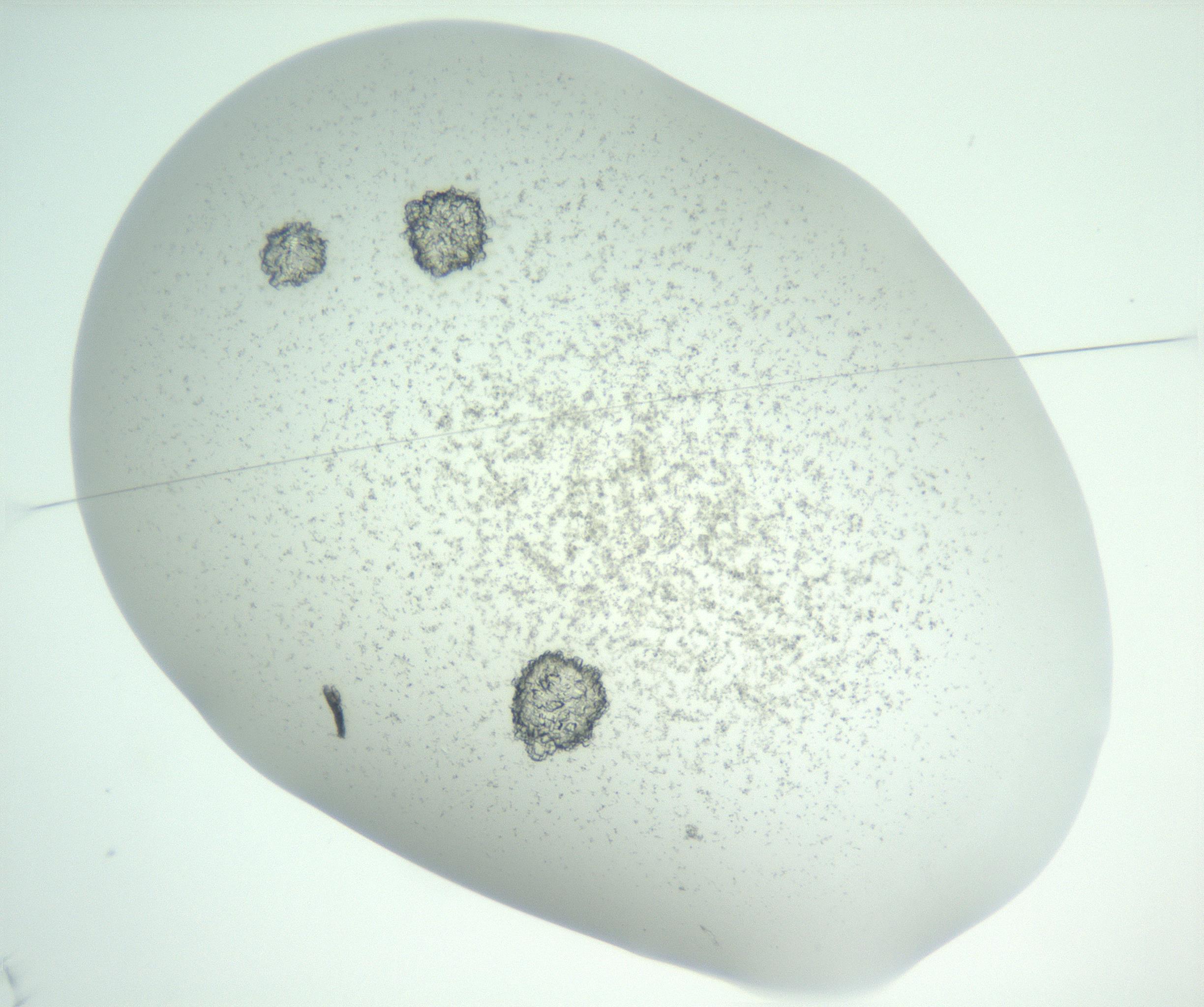 RI01_03_000_0212_Proj1_Clon1_MC_0000MC102816_004_161019_02_01_01_00_99_002_001_RAI.jpg