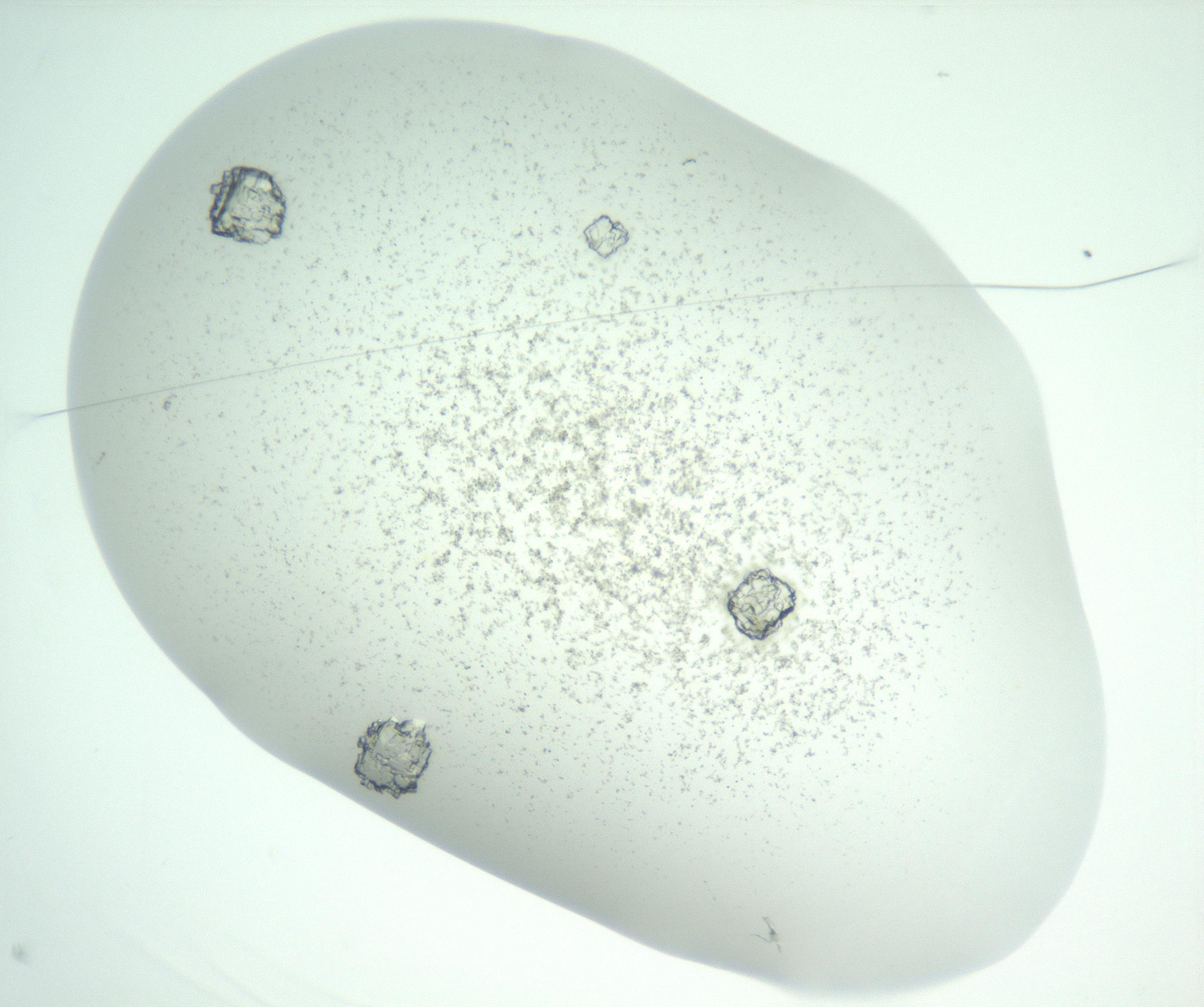 RI01_03_000_0212_Proj1_Clon1_MC_0000MC102816_004_161019_03_01_01_00_99_002_001_RAI.jpg