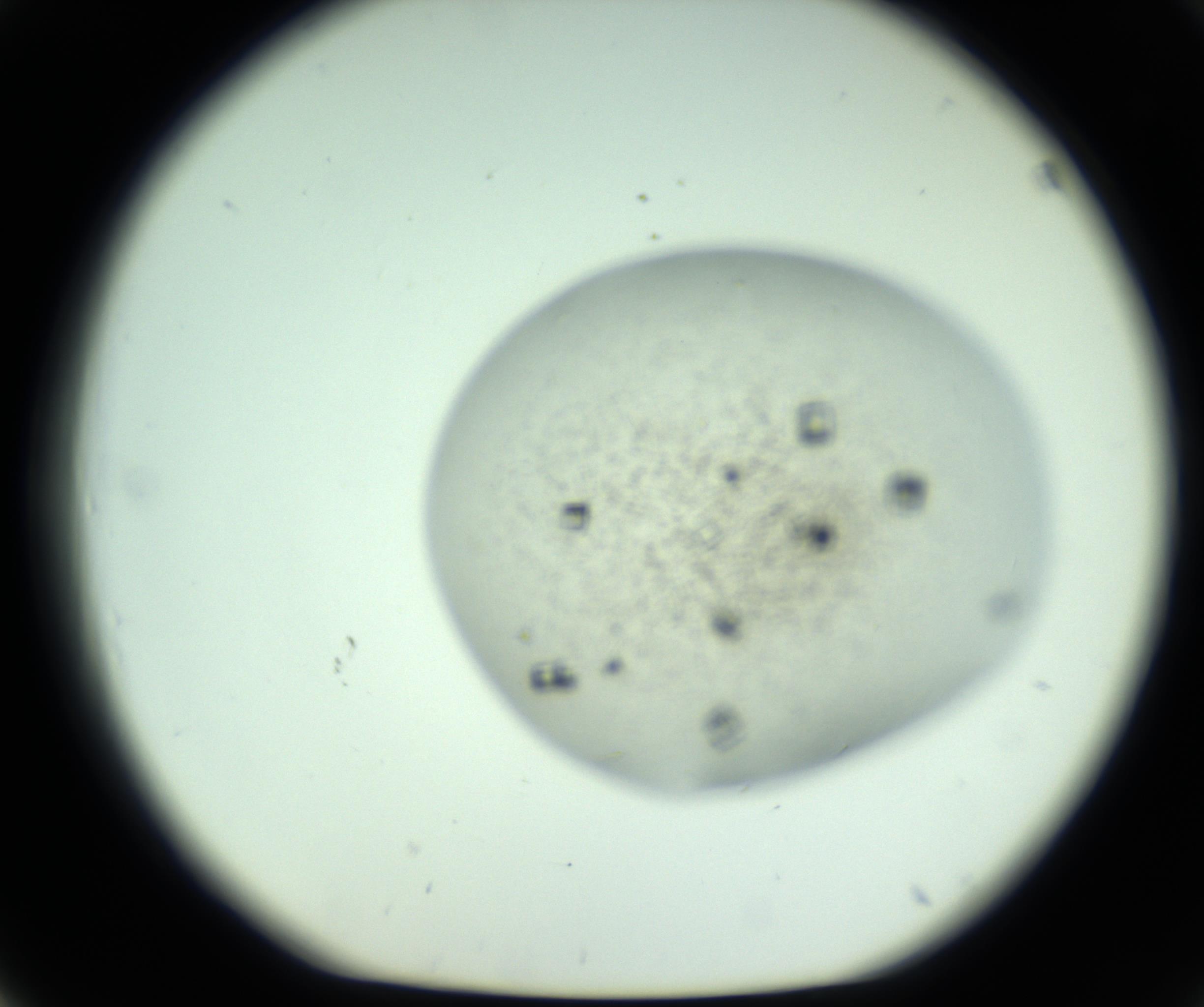 RI01_03_000_0212_Proj1_Clon1_MC_0000MC102816_004_161019_03_04_01_00_98_002_001_RAI.jpg