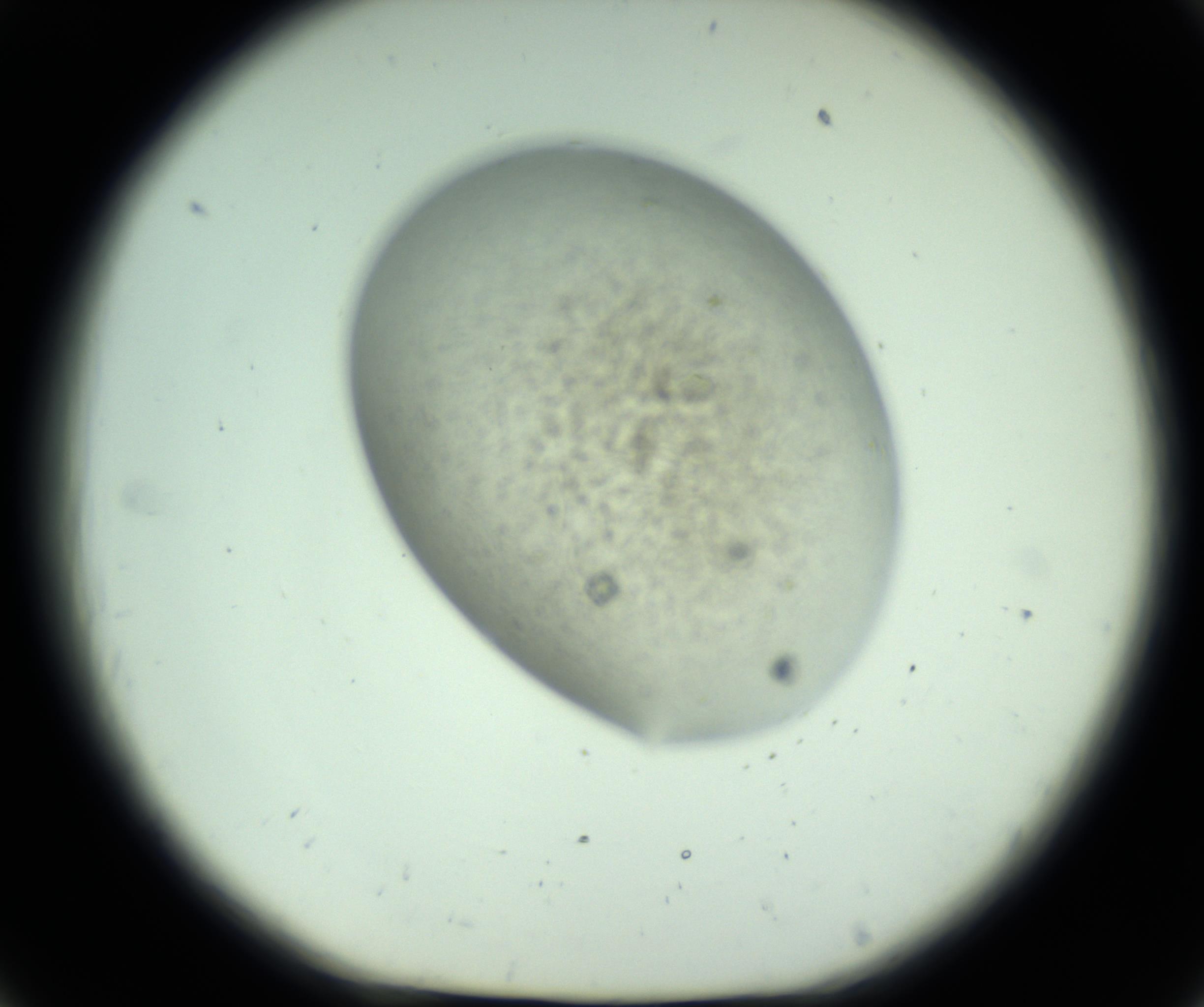 RI01_03_000_0212_Proj1_Clon1_MC_0000MC102816_004_161019_06_02_01_00_98_002_001_RAI.jpg