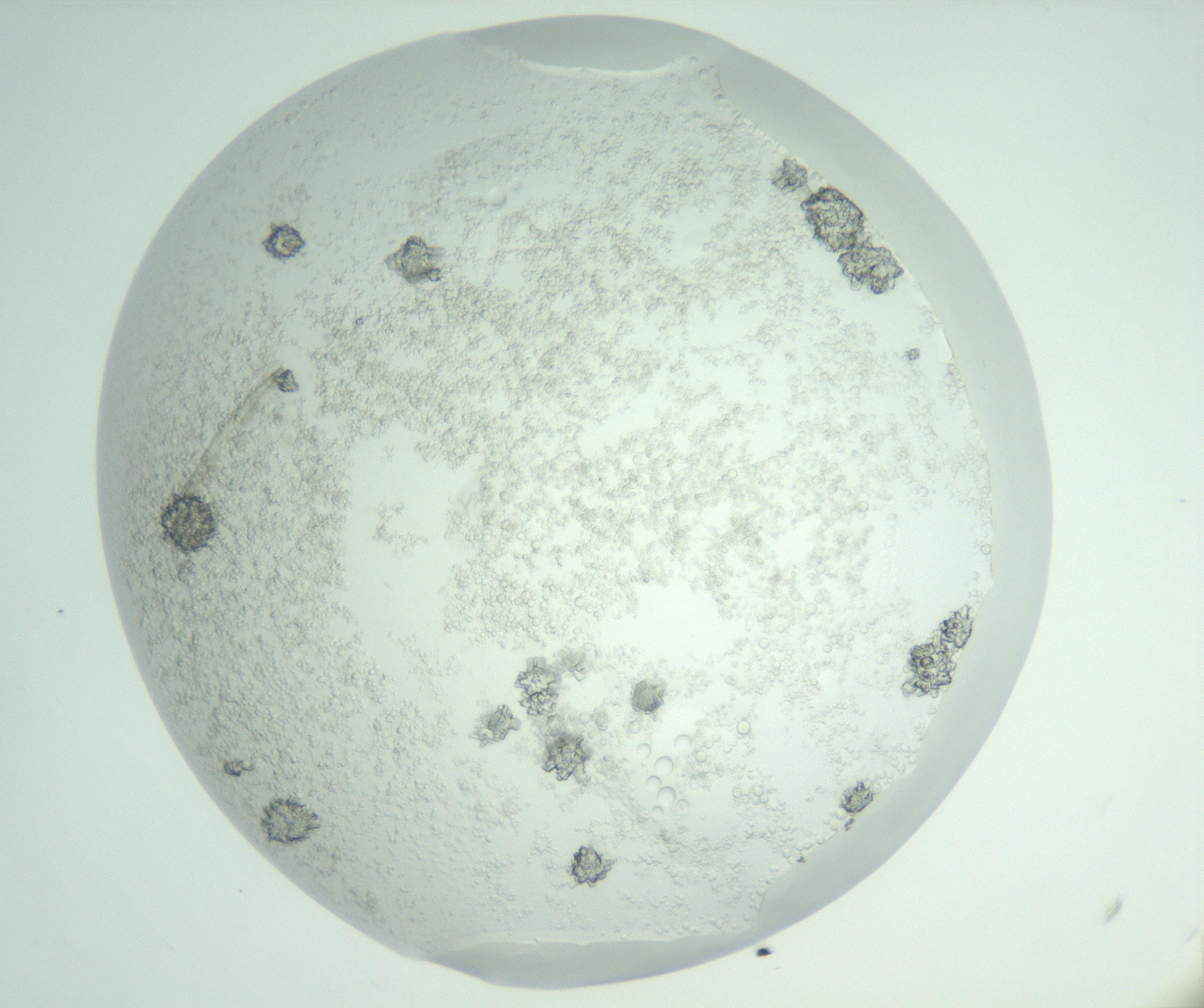 RI01_03_000_0212_Proj1_Clon1_MC_0000MC102816_004_161019_06_05_02_00_99_002_001_RAI.jpg