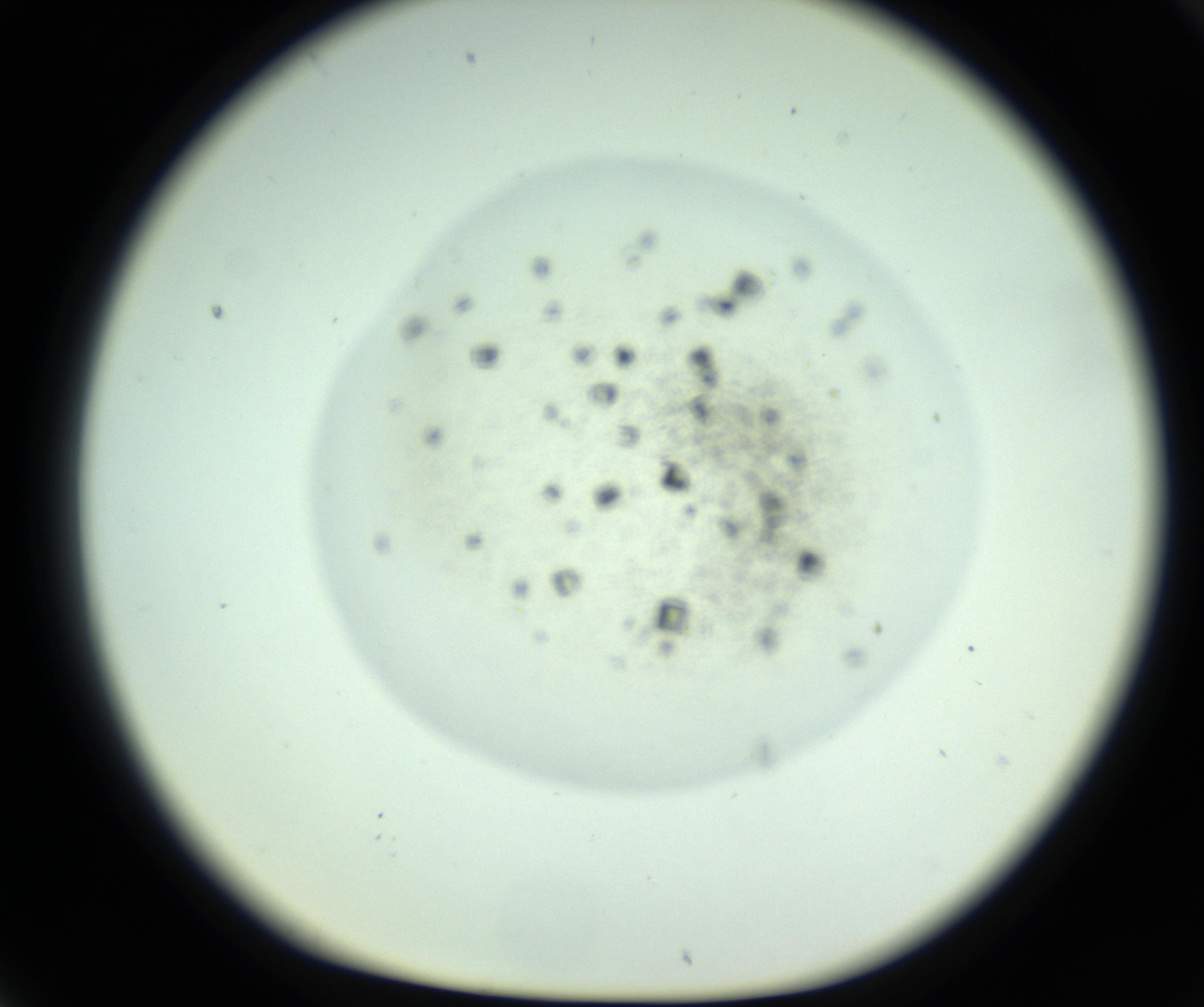 RI01_03_000_0212_Proj1_Clon1_MC_0000MC102816_004_161019_06_07_01_00_98_002_001_RAI.jpg
