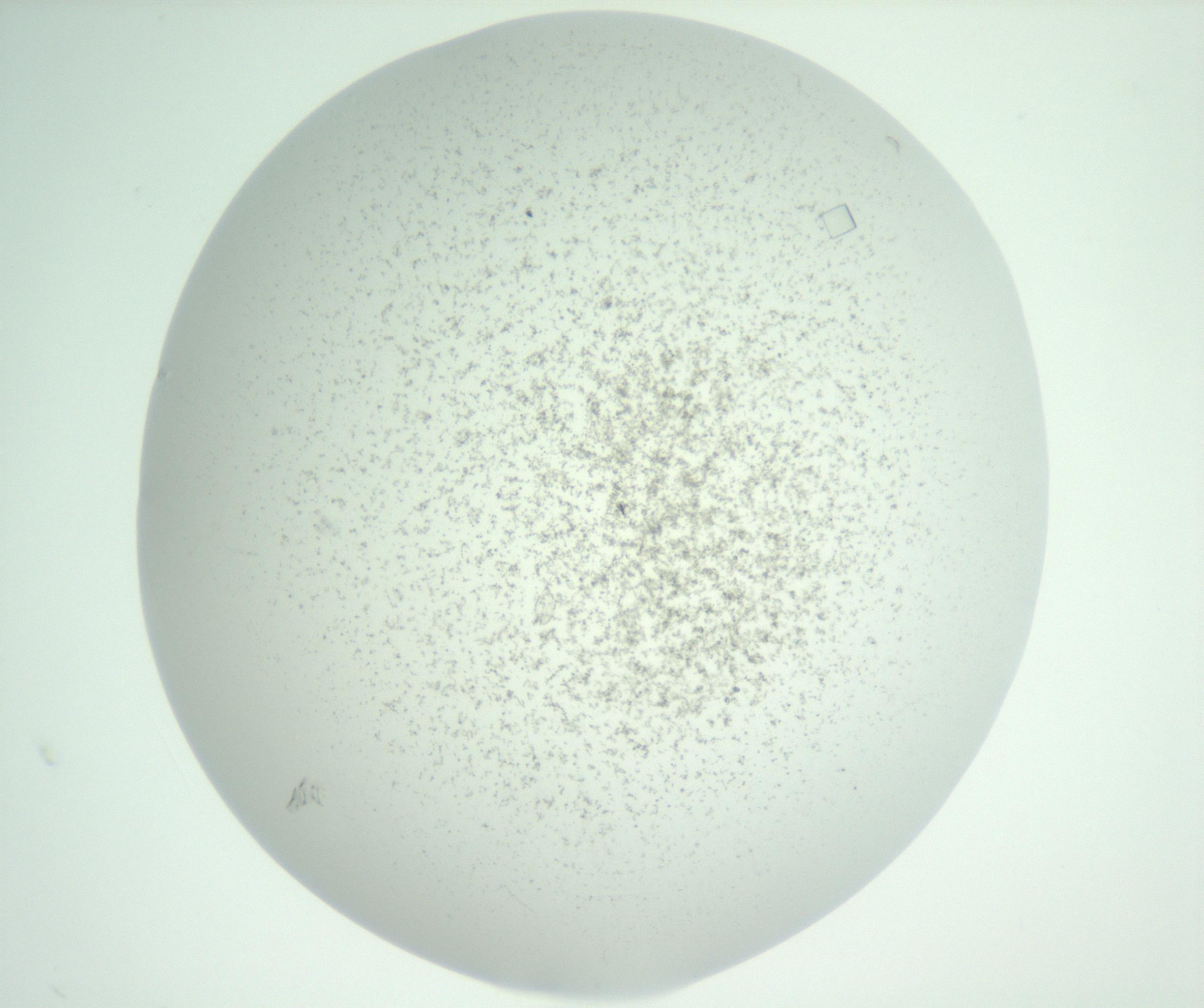 RI01_03_000_0212_Proj1_Clon1_MC_0000MC102816_004_161019_10_02_01_00_99_002_001_RAI.jpg