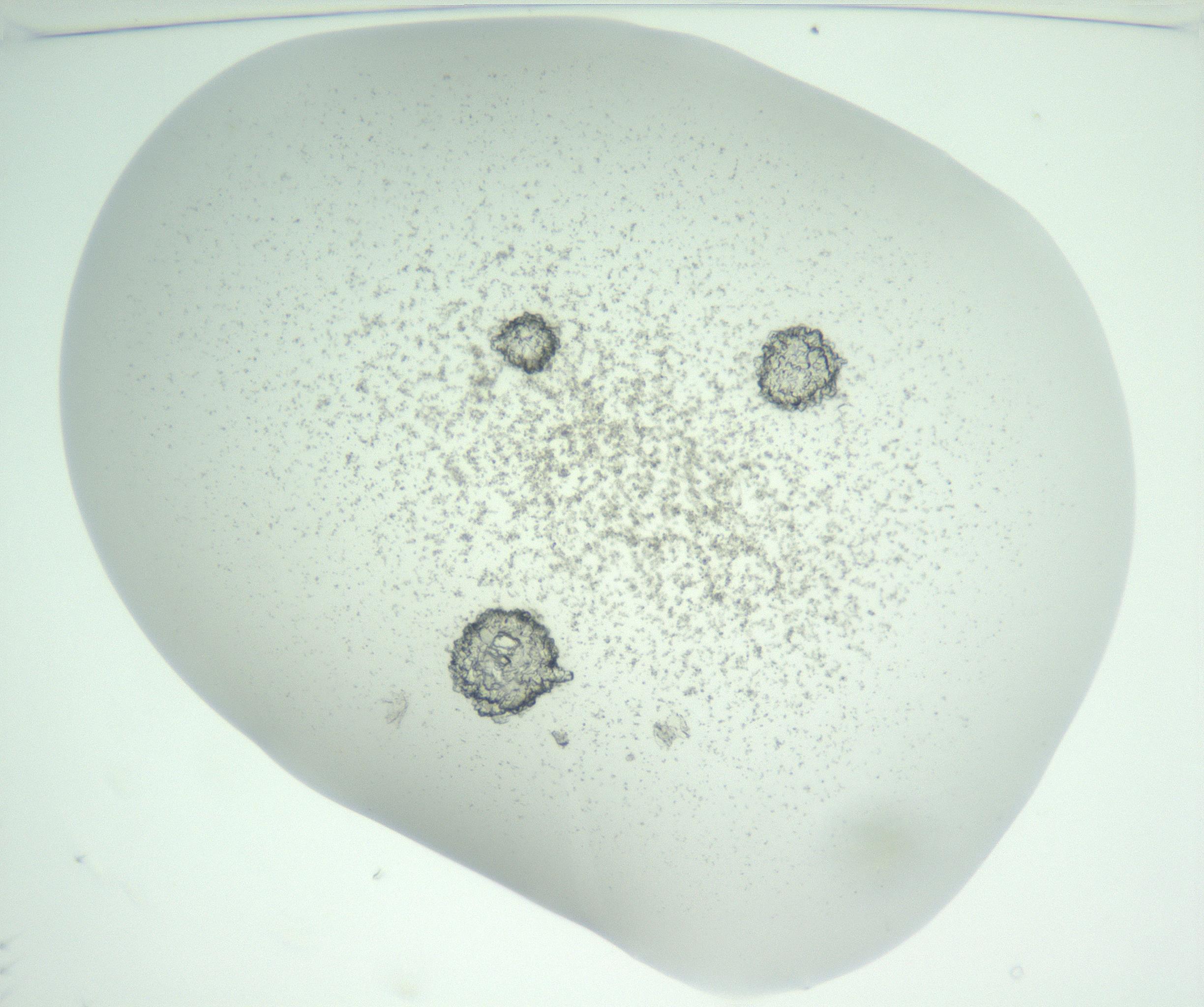 RI01_03_000_0212_Proj1_Clon1_MC_0000MC102816_004_161019_11_01_01_00_99_002_001_RAI.jpg