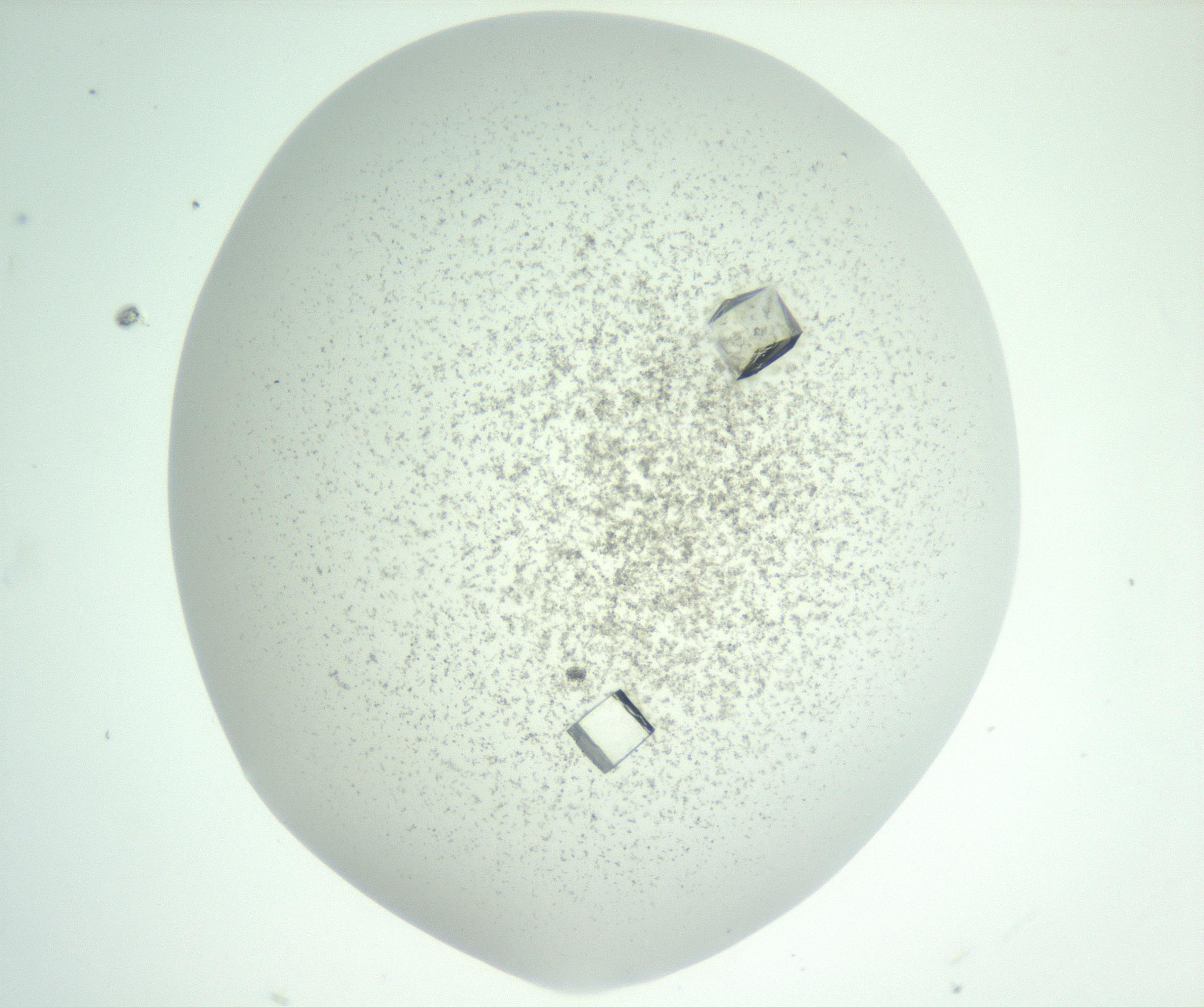 RI01_03_000_0212_Proj1_Clon1_MC_0000MC102816_004_161019_11_02_01_00_99_002_001_RAI.jpg